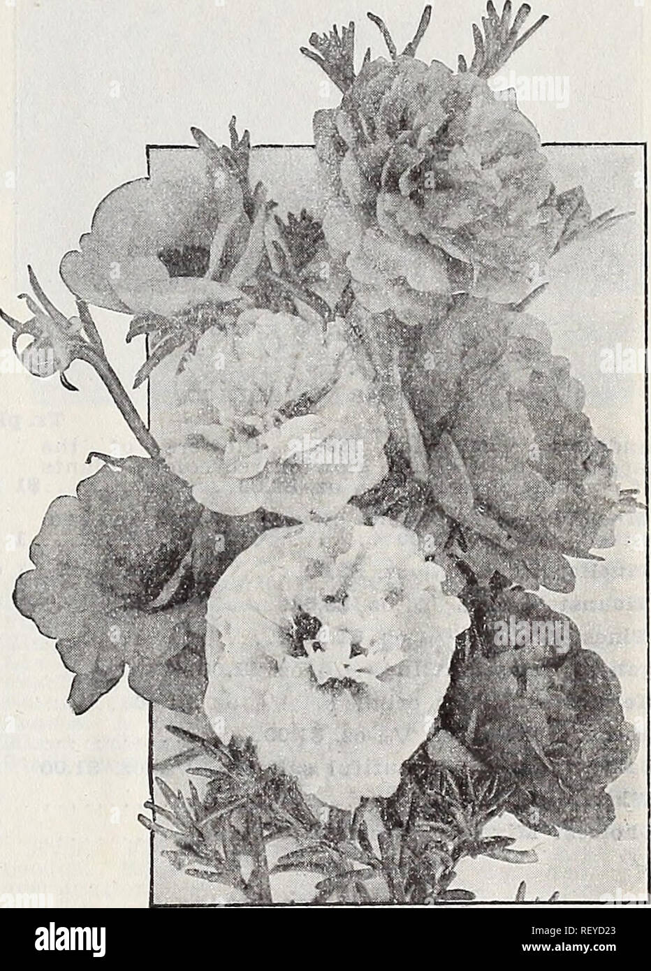 . Dreer's wholesale catalog for florists : winter spring summer 1937. Bulbs (Plants) Catalogs; Vegetables Seeds Catalogs; Flowers Seeds Catalogs; Nurseries (Horticulture) Catalogs; Gardening Equipment and supplies Catalogs. Phlox Drummondi grandlflora Phlox Drummondi grandiflora These are fine summer-flowering annuals and make excellent pot plants for spring sales. The grandlflora varieties are noted for their lovely large blooms which are arranged in truly giant trusses and there is a con- tinuous display of color from early summer until late fall. The colors we list have all been chosen for  Stock Photo