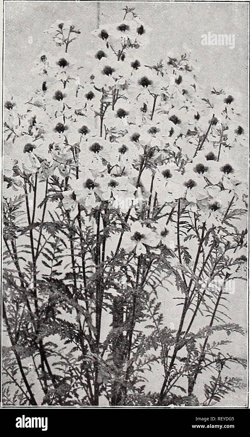 . Dreer's special mid-summer offer for florists 1921 : reliable flower seeds flor florists bulbs for florists. Flowers Seeds Catalogs; Bulbs (Plants) Seeds Catalogs; Nurseries (Horticulture) Catalogs; Gardening Equipment and supplies Catalogs. LARGE FLOWERING CHINESE PRIMROSE Smilax. Every florist should grow some of this, always needed. Seed we offer is of new crop and of high germination. Tr. pkt., 10 cts.; Oz.,30cts.; Vi-lb., $1.00.. SCHIZANTHUS DWARF LARGE-FLOWERED. Please note that these images are extracted from scanned page images that may have been digitally enhanced for readability -  Stock Photo