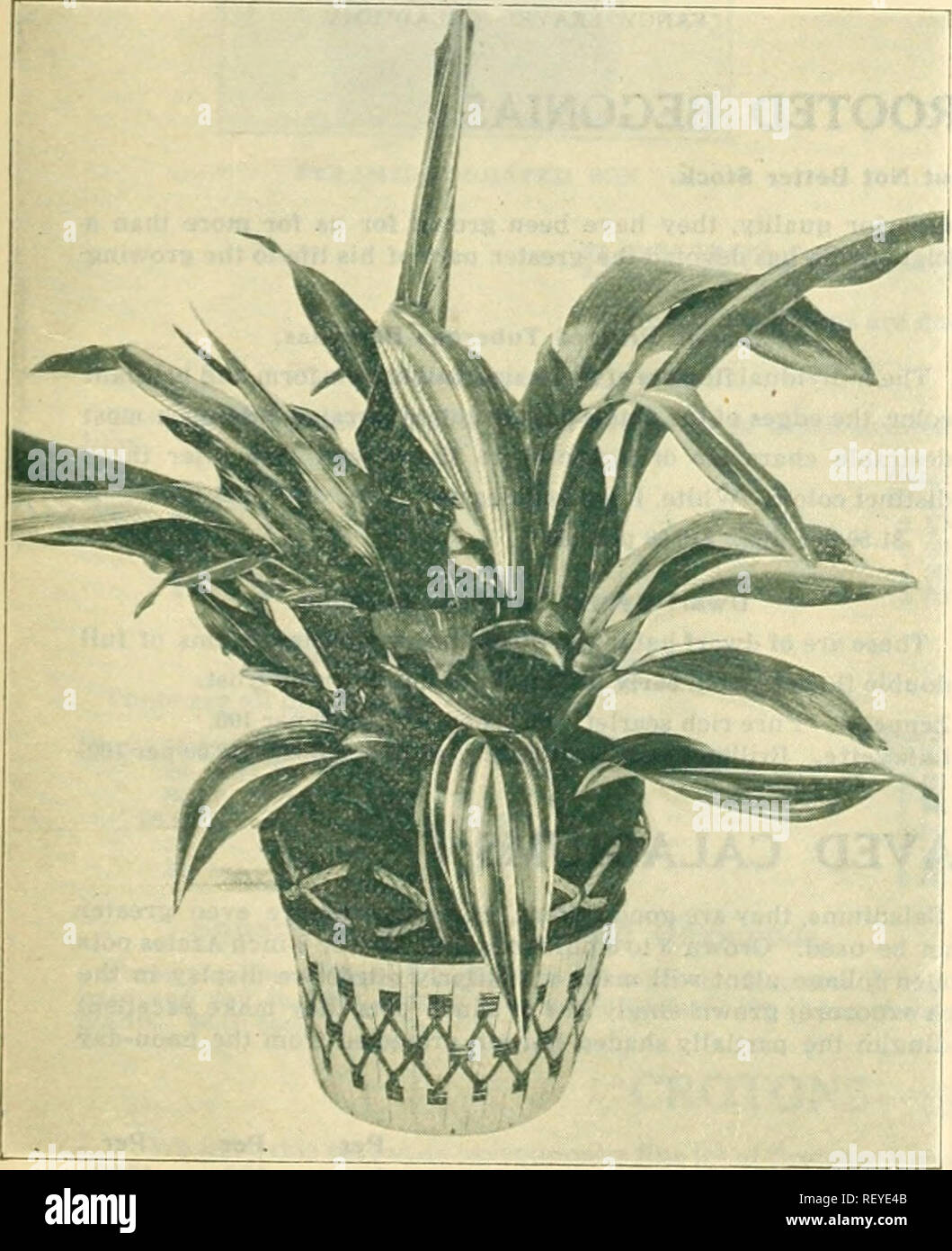 . Dreer's seasonable specialties for florists including flower seeds, bulbs decorative plants for Easter hardy plants, et. etc. Plants, Ornamental Catalogs; Flowers Seeds Catalogs; Nurseries (Horticulture) Catalogs. ARALIA ELEGANTISSIMA. ASPIDISTRA LURIDA VARIEGATA ANANAS (Variegated Pineapple) Ananas Sativa Variegata. Variegated Pineapple. A splendid lot of nicely colored plants at a price which will permit of their use in choice made-up hampers. Each Good 4 inch pots to 60 Fine 5 &quot; 1 00 &quot; 6 &quot; 1 BO Aralia Elegantissima. A graceful plant to use in fine decorations and particular Stock Photo