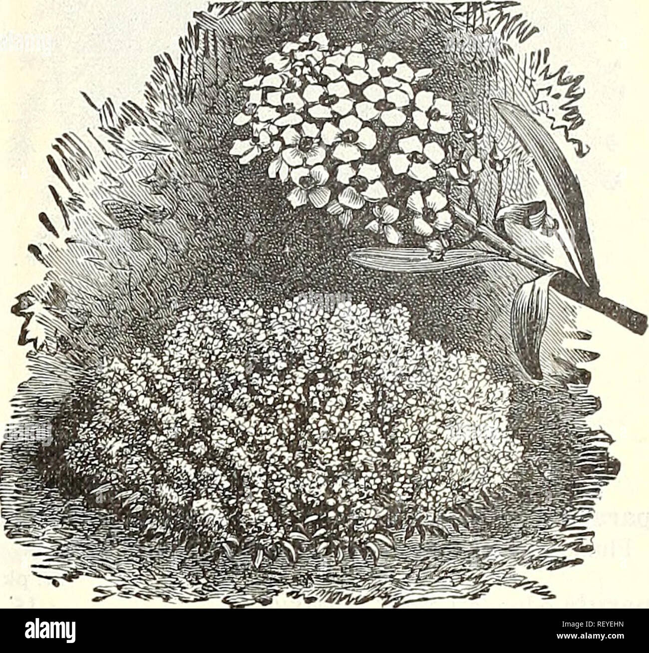 . Dreer's quarterly wholesale price list of tools, fertilizers, insecticides, sundries, etc. Bulbs (Plants) Catalogs; Flowers Seeds Catalogs; Vegetables Seeds Catalogs; Nurseries (Horticulture) Catalogs. Ageratum, Cope's Pet. Abronia arenaria, yellow umbellata, lilac Abutilon, choicest mixed Acacia, mixed Achillea ptarmica, double -white, hardy .... Achimenes, choicest mixed Aconitum napellus {Monkshood) Acroclinium, single mixed] fine . . double mixed J everlastings . , Adlumia cirrhosa, {Allegheny Vine) ..... Adonis aestivalis [Flos Adonis) . , .... Ageratum, conspicum, white Lasseauxi, rose Stock Photo