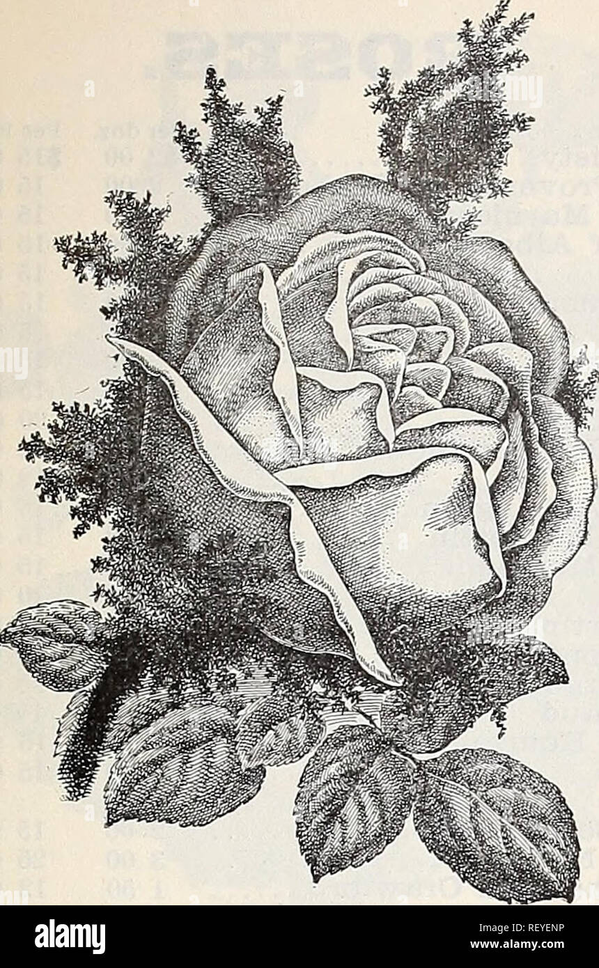 Private Garden Rose Garden Climbing Stock Photos Private Garden