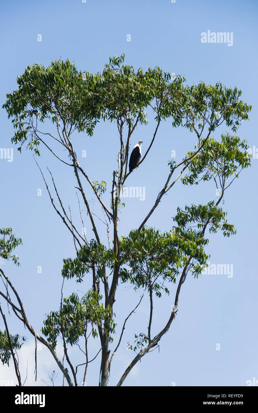An African fish or sea eagle (Haliaeetus vocifer) perched in a large tree against a blue sky, Lake Naivasha, Kenya Stock Photo