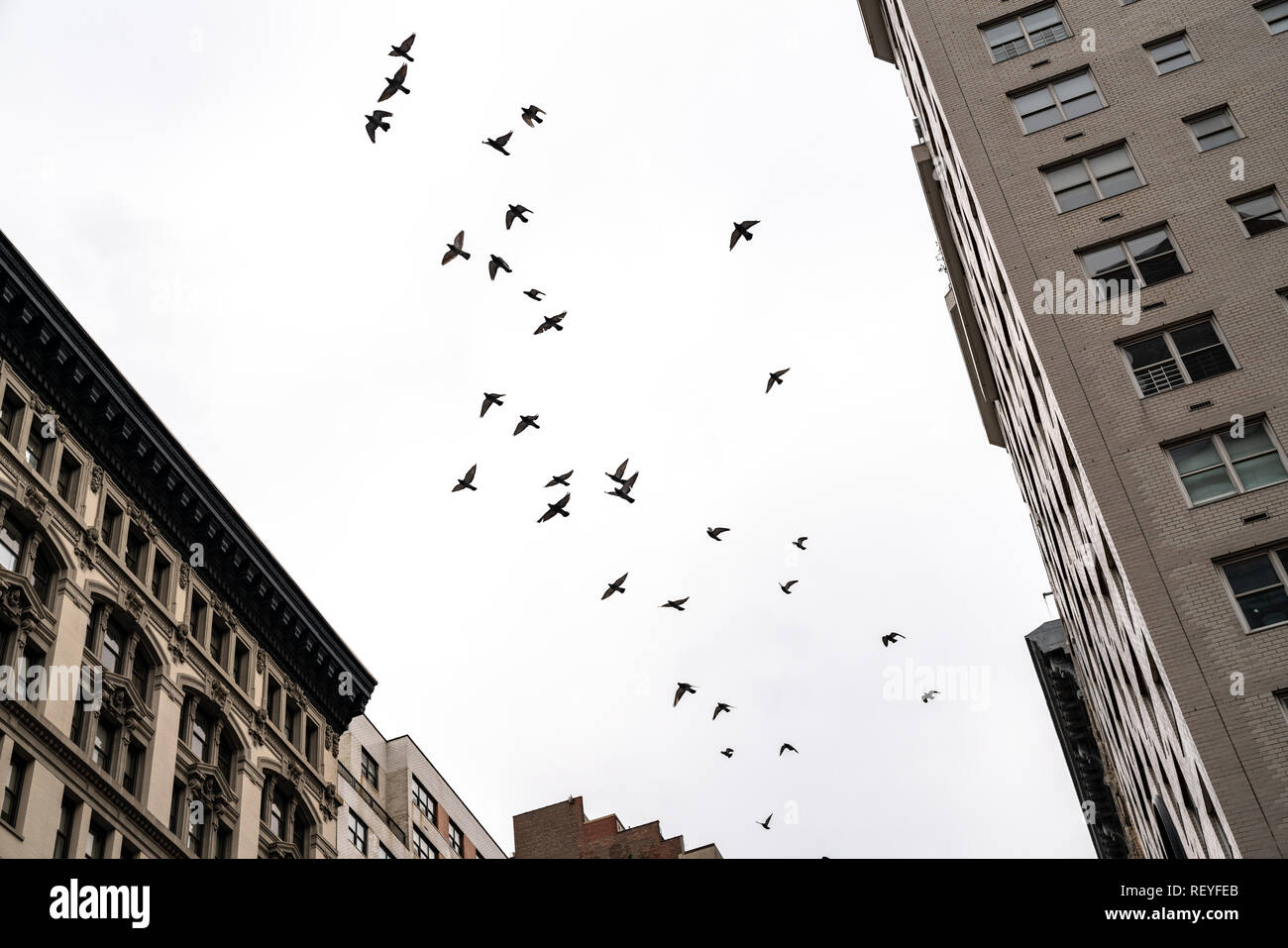 New York, USA, 16 January 2019. A dole of doves is seen flying between buildings over New York City's Seventh Avenue in midtown Manhattan.  Photo by E Stock Photo