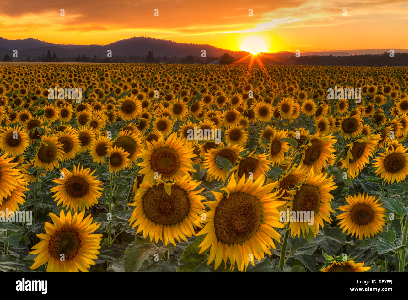 A field sunflowers deer park hires stock photography and images Alamy