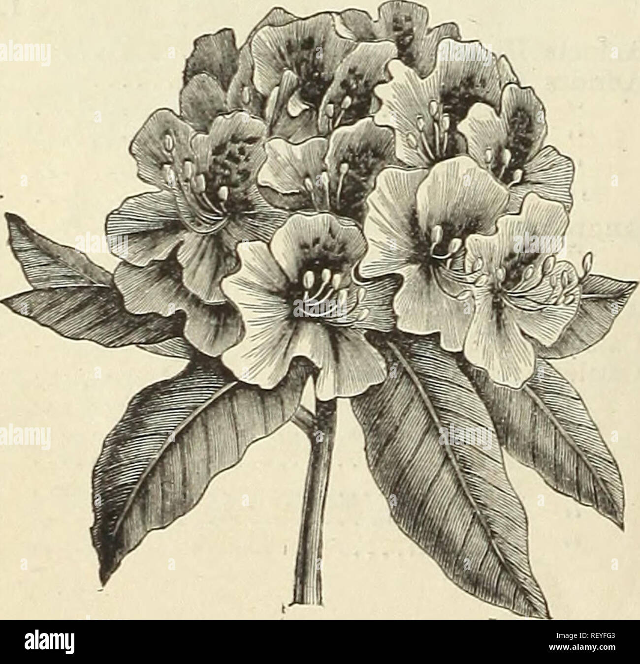 . Dreer's quarterly wholesale list for florists and market gardeners. Bulbs (Plants) Catalogs; Flowers Seeds Catalogs; Vegetables Seeds Catalogs; Nurseries (Horticulture) Catalogs. 40 DREER'S WHOLESALE LISTBFOR ORCHIDS.—Continued. Cattleya Mossise $1 50 to &quot; Sanderiana &quot; Trianae Celogyne Cristata $2 00 to Cypripedium Barbatum &quot; Boxalli Bellatulum &quot; Haynaldiana &quot; Insigne &quot; Laevigatum Lawrencianuni $1 50 to &quot; Niveum Sedeni Spicerianum Stonei &quot; Villosum.. Dendrobium Crassinode &quot; Dalhousianurn &quot; Fimbriatum Nobile $1 00 to Thyrsifloram $1 00 to &quo Stock Photo