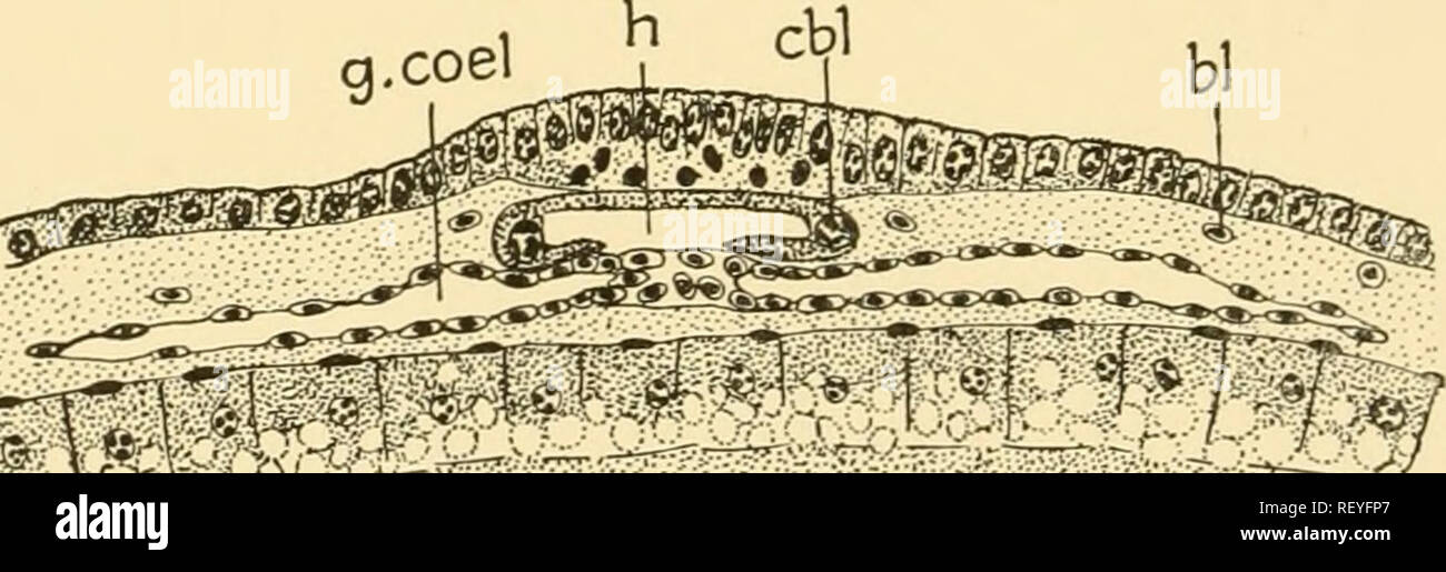 . Embryology of insects and myriapods; the developmental history of ...