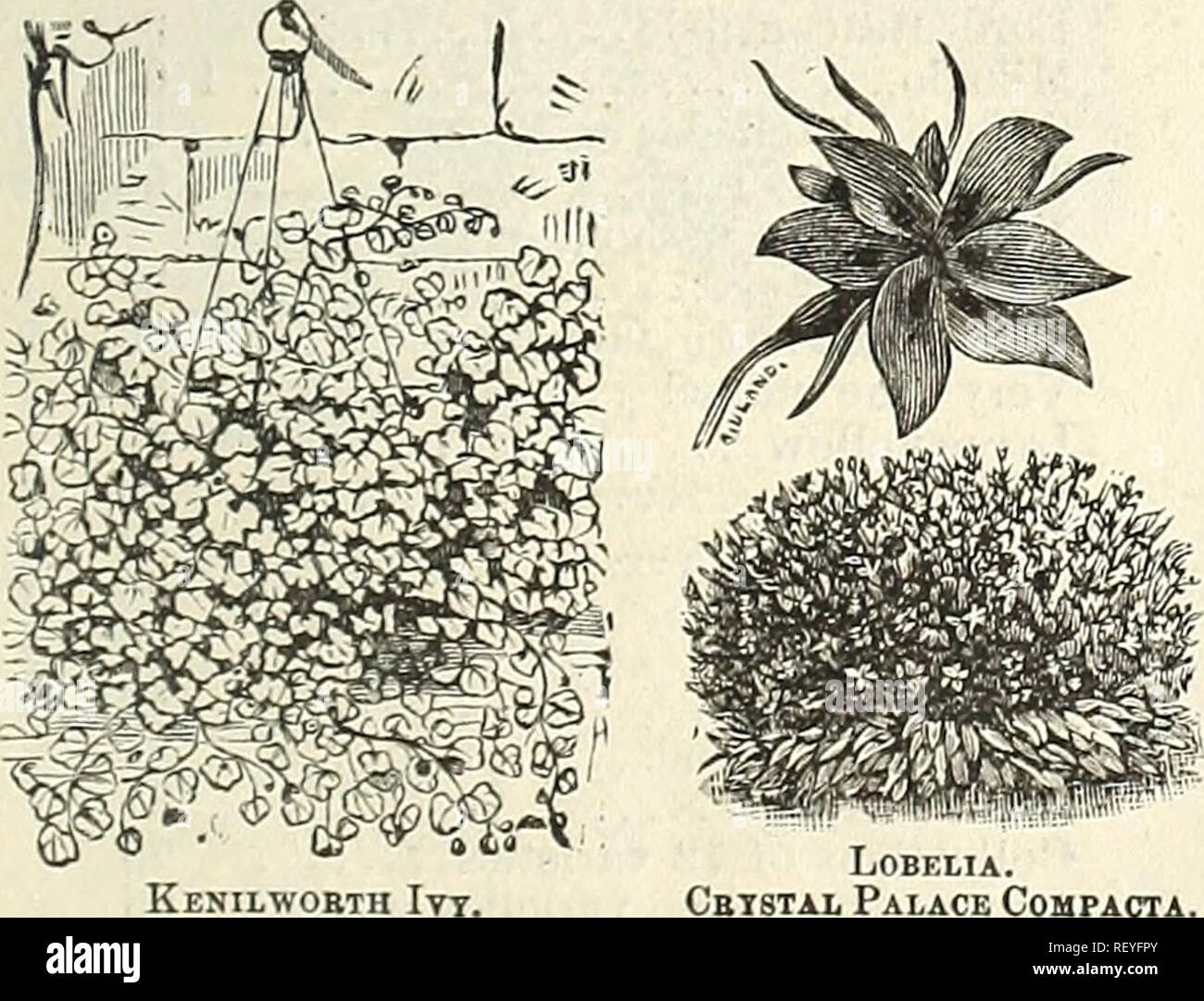 . Dreer's quarterly wholesale list for florists and market gardeners. Bulbs (Plants) Catalogs; Flowers Seeds Catalogs; Vegetables Seeds Catalogs; Nurseries (Horticulture) Catalogs. Gl.OXINA—Grandiflora. Hollyhock—Chater's Superb Trade Gloxinia crassifolia, choice mixed $ £ trade pkt. 45 new spotted and tigered Gomphrena, mixed Helichrysum, (Ekerlasting) Heliotrope, Impatiens Sultani, (new), £ trade 45 Lucy Kenilworthlvy, Linaria cymbalaria Hollyhock, extra double mixed extra double red &quot; pink '* &quot; white &quot; yellow Humulus Japonicus, (Jap. Hop.).. Ice Plant, (Mesembryanthemum) ikt. Stock Photo