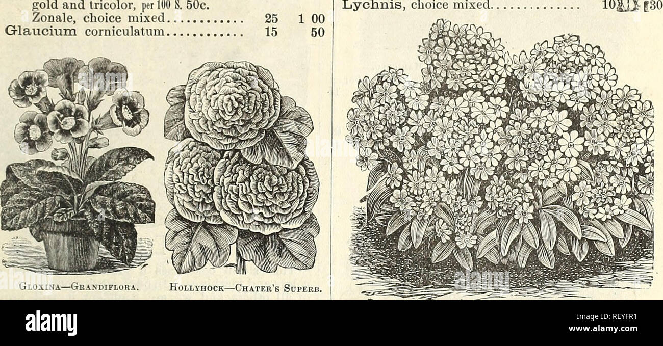 . Dreer's quarterly wholesale list for florists and market gardeners. Bulbs (Plants) Catalogs; Flowers Seeds Catalogs; Vegetables Seeds Catalogs; Nurseries (Horticulture) Catalogs. FLORISTS AND MARKET GARDENERS. 19 Trade pkt. ... 40 Per oz. Eucharidium Breweri, Ferns, mixed Adiantum, or Maiden Hair, mixed Feverfew, Double White Fuchsia, mixed, single and double... £ trade pkt. 45. Forget-me-not, (see Myosotis) Gaillardia picta Lorenziana mixed Geranium, Apple Scented (true), per 100 seeds, 50c, 1000 seeds $3.50. gold and tricolor, per 100 S. 50c. Zonale, choice mixed Glaucium corniculatum 15 5 Stock Photo