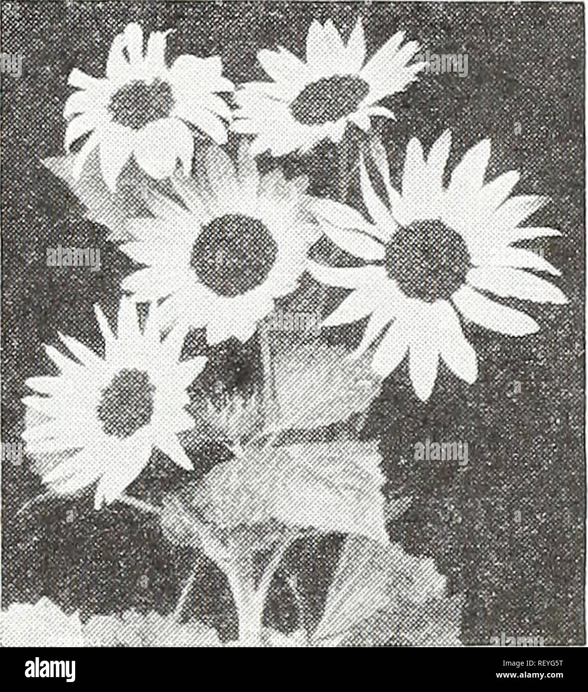 . Dreer's novelties and specialties for 1948 : three superb zinnias for every garden. Flowers Seeds Catalogs; Vegetables Seeds Catalogs; Nurseries (Horticulture) Catalogs; Gardening Equipment and supplies Catalogs. Dahlborg Daisy DahEborg Daisy ® A 2121 {Thymophylla tenuiloba) A splendid dwarf plant, 6 in. high, forming cushions 8 in. across. The lemon-scented foliage is studded freely with tiny daisy-like blossoms of a brilliant rich golden-yellow color. Flowers from late spring until fall. Excellent for beds and edging. Pkt. 2Sc; large pkt. 7Sc.. Helianthus, Gerbera-Toned Heiianthus -Sunjiow Stock Photo