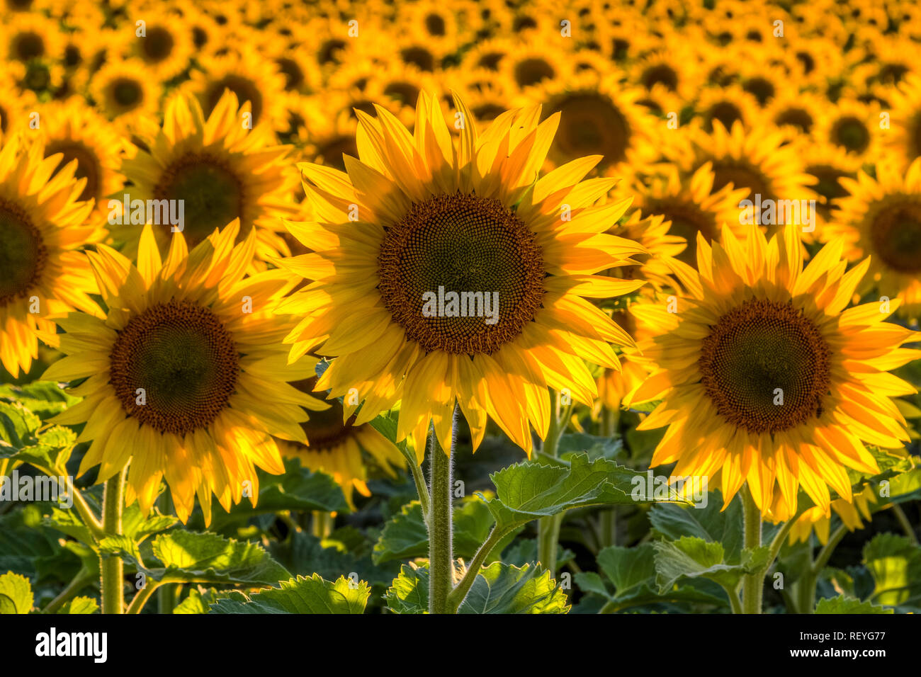 A field full of sunflowers in eastern Washington. Stock Photo