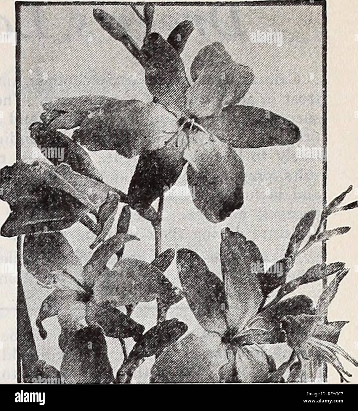 Trumpets of lilium regale hires stock photography and images Alamy