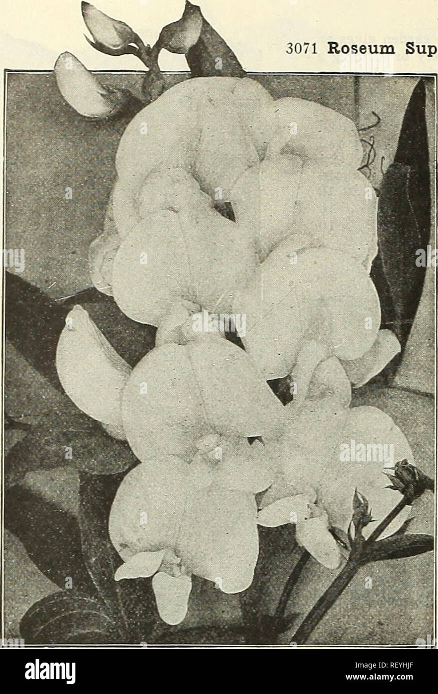 . Dreer's midsummer list 1927. Flowers Seeds Catalogs; Vegetables Seeds Catalogs; Nurseries (Horticulture) Catalogs; Gardening Equipment and supplies Catalogs. 12 HENRY A. DREER, PHILADELPHIA—FLOWER SEEDS. Lythriim (Loose-strife) PER PKT. 3071 Roseum Superbum. A very pretty hardy perennial; growing about 3 feet high, and produces spikes of rosy-flowers from July to September $0 10 LupinUS (Lupine) Polyphyllus Sorts. Effective hardy perennials, succeeding in any good garden soil; blooms in May and June; 3 feet. We offer as under: 3052 Rose SO IS 3053 White 10 3054 Blue 10 3055 Moerheimi, Rose a Stock Photo