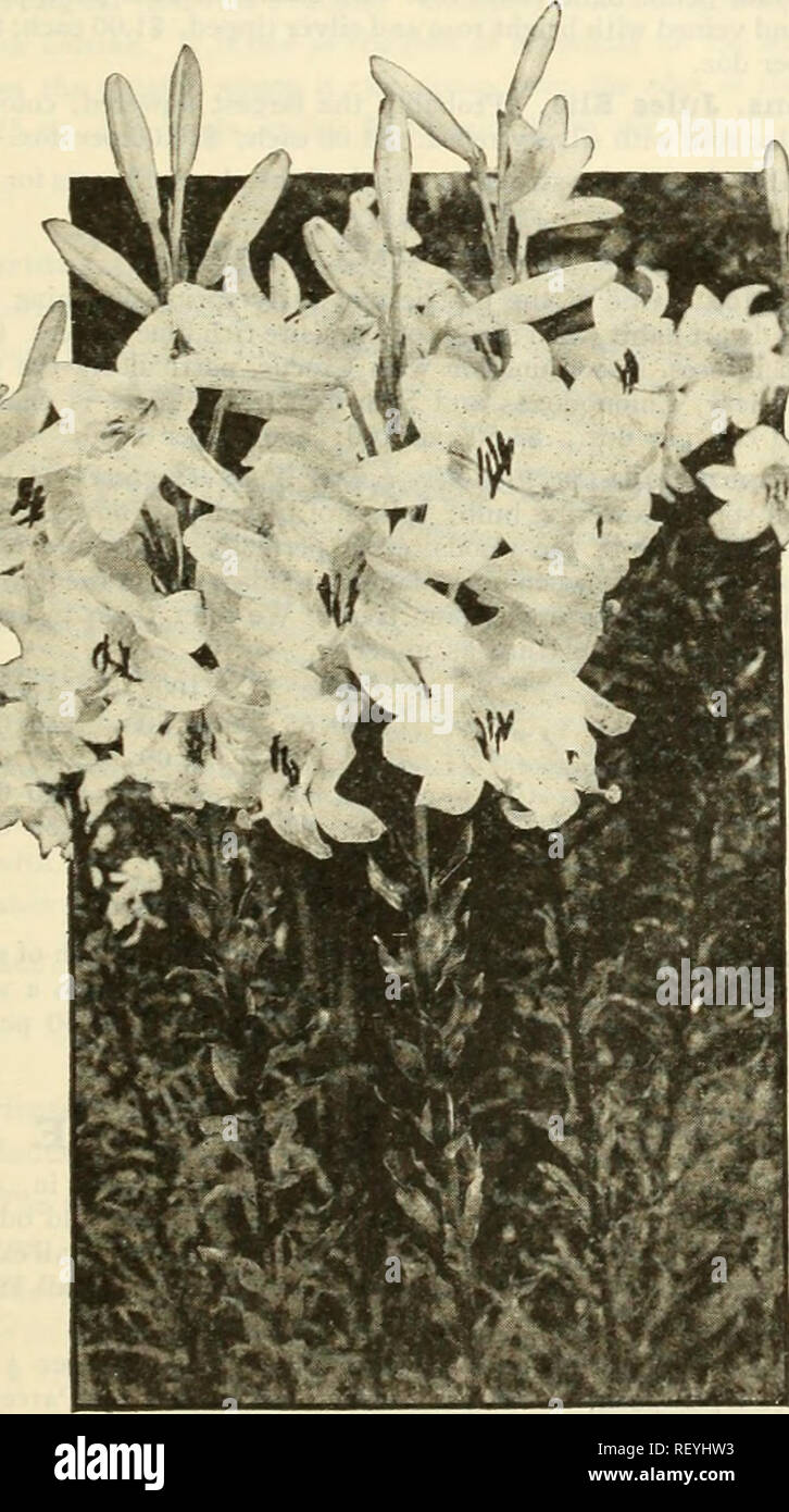 . Dreer's mid-summer list 1925. Flowers Seeds Catalogs; Vegetables Seeds Catalogs; Nurseries (Horticulture) Catalogs; Gardening Equipment and supplies Catalogs. Japanese Iris (Iris Kaempferi The improved forms of this beautiful flower have placed them in the same rank popularly as the Hardy Phloxes and Peonies. Coming into flower about the middle of June, and continuing for five or six weeks, they fill in a period when flowers of this attractive type are particularly welcome. They succeed in almost any soil and position, but like rich soil and plenty of water when they are forming their buds a Stock Photo