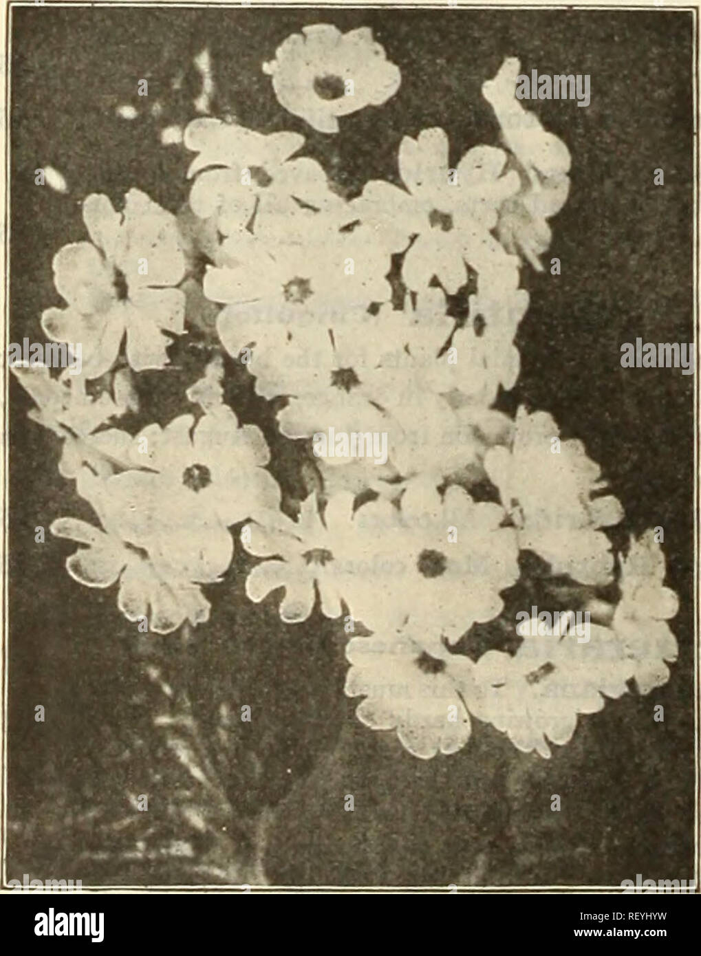 . Dreer's mid-summer list 1925. Flowers Seeds Catalogs; Vegetables Seeds Catalogs; Nurseries (Horticulture) Catalogs; Gardening Equipment and supplies Catalogs. 4. ^$js* Rosmarinus (Rosemary) 3895 Officinalis. An old favorite aromatic herb, delightfully fragrant, flowers light blue, grows about 2 feet high, should be planted in a warm dry situation, and given a little protection. J oz., 25 cts 10. Primula Obconica Grandiflora Dreer's &quot;Peerless&quot; Chinese Primroses Various Primroses PER PKT. 3824 Kewensis. This variety is most attractive, with pleas- ing bright yellow flowers borne on l Stock Photo