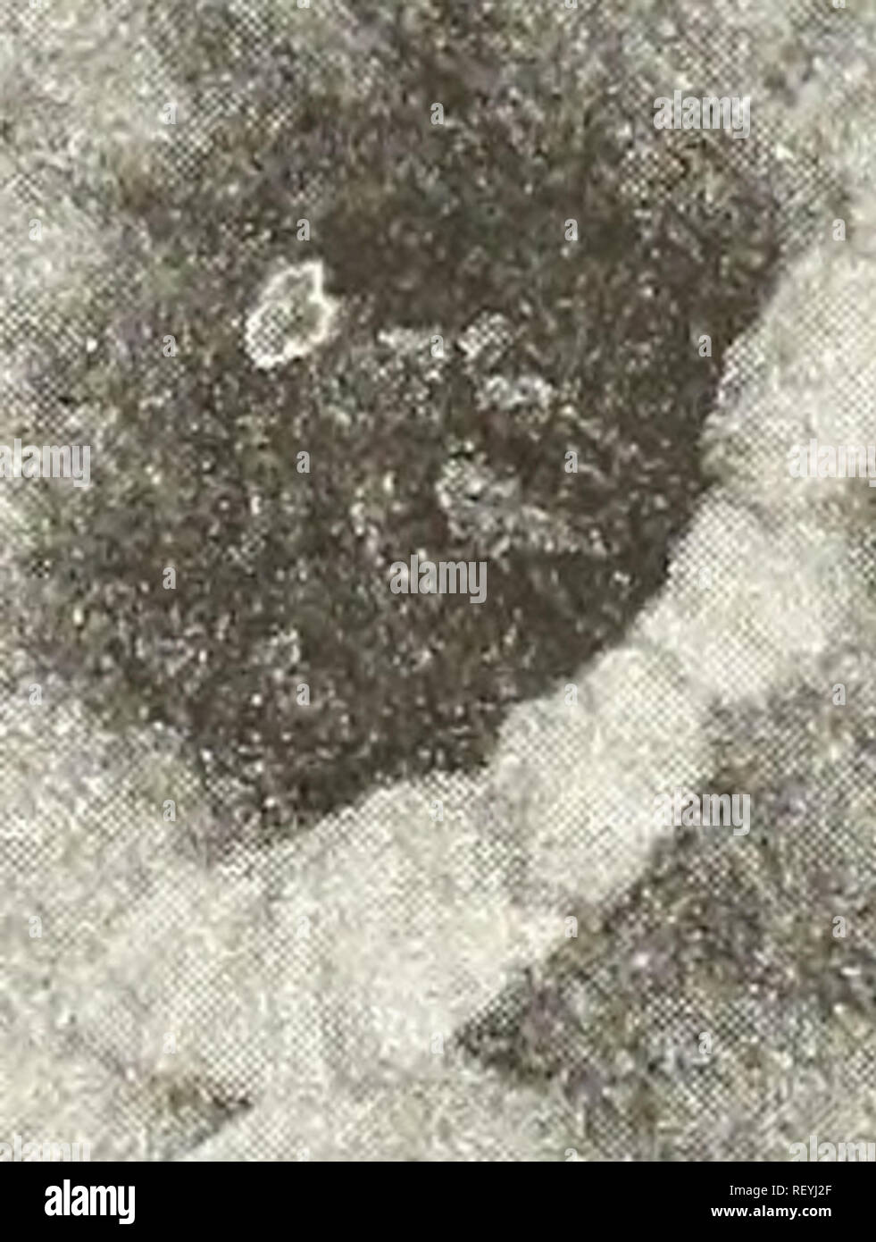 Dreer S Mid Summer List 1923 Flowers Seeds Catalogs Vegetables