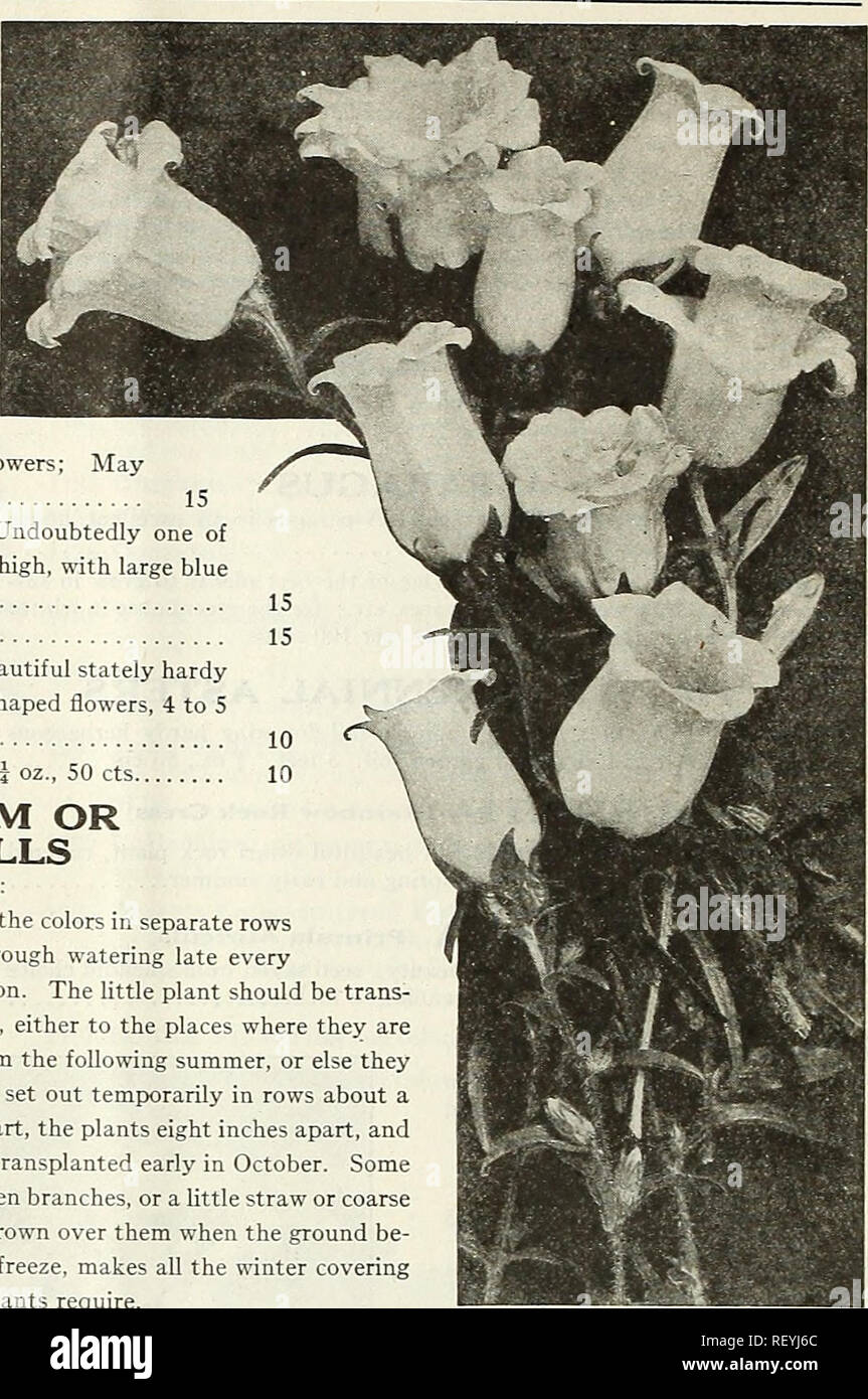 . Dreer's mid-summer list 1923. Flowers Seeds Catalogs; Vegetables Seeds Catalogs; Nurseries (Horticulture) Catalogs; Gardening Equipment and supplies Catalogs. Cup AND Saucer and Single Canterbury Bells 1735 Calycanthema Blue. A fine clear shade 1736 — Rose Pink. Delicate rosy-pink 1738 - White. Pure white 1740 — Finest Mixed. All colors of the Cup and Saucer type. - oz., 75 cts.. SINGLE CANTERBURY BELLS Campanula Medium The old-fashioned sort with beautiful, large' bell-shaped blossoms; we offer four distinct colors and mixed, as follows: C.MP.AN'UL. PVR.MID.iLIS (Chimney Bellflower) 1744 Stock Photo