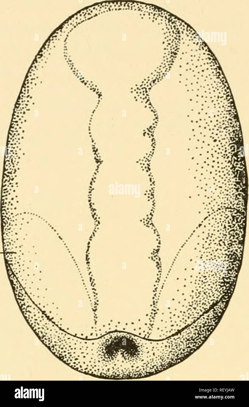 . Embryology of insects and myriapods; the developmental history of insects, centipedes, and millepedes from egg desposition [!] to hatching. Embryology -- Insects; Embryology -- Myriapoda. 272 EMBRYOLOGY OF INSECTS AND MYRIAPODS dorsoventral flattened sack, one wall of which is the embryo, the other the amnion. At first the amnion and the embryo show a similar cell structure except at the posterior end at the point of invagination. There the amniotic cavity runs out into two furrows (Fig. 202), the inner wall of the invagination representing the prolongation of the amnion, the outer wall the  Stock Photo