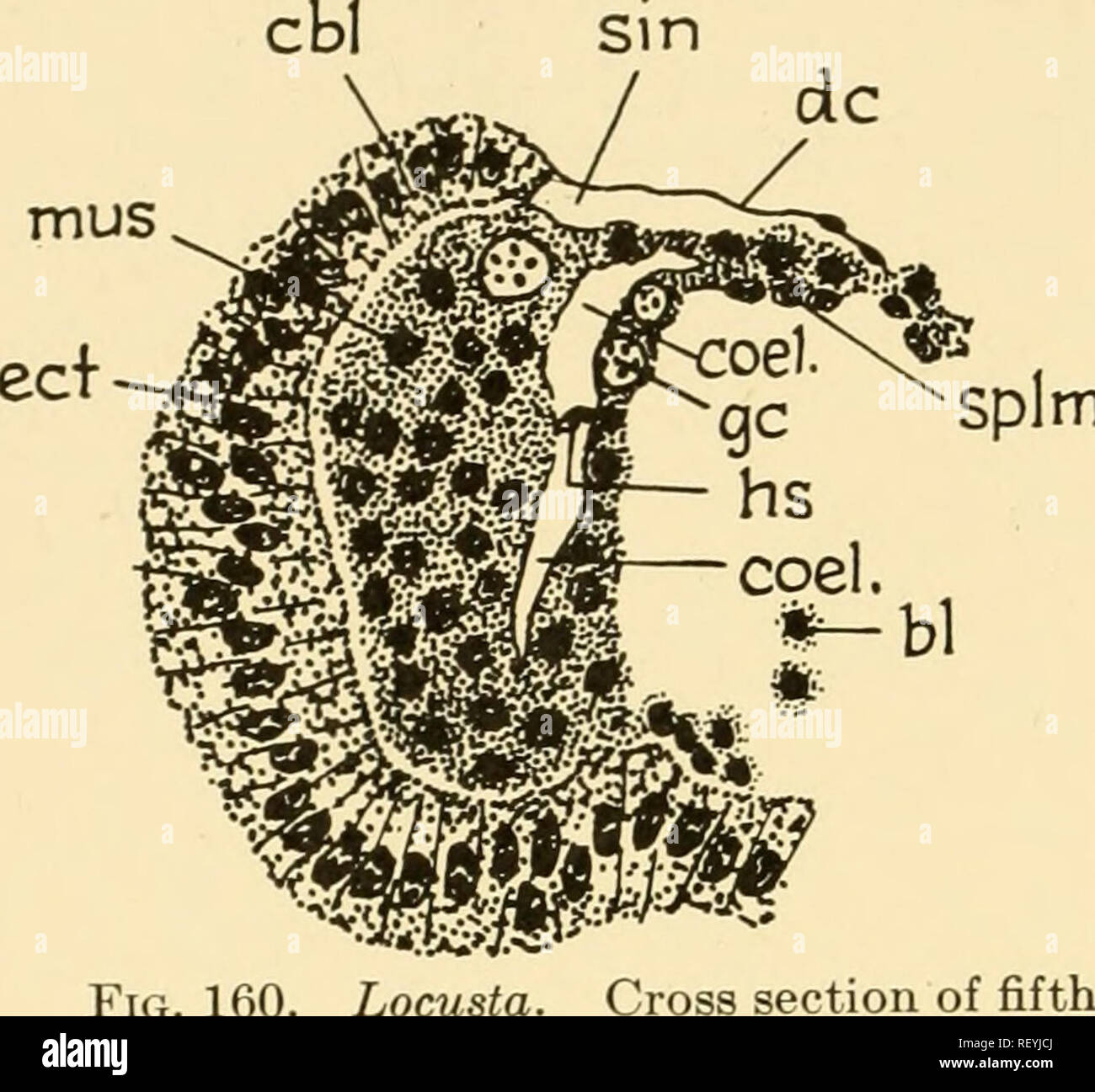 . Embryology of insects and myriapods; the developmental history of insects, centipedes, and millepedes from egg desposition [!] to hatching. Embryology -- Insects; Embryology -- Myriapoda. 238 EMBRYOLOGY OF INSECTS AND MYRIAPODS splm. a pair of deep medially directed invaginations arises just behind the mandi- bles which fuse with the T-shaped invaginations to form the tentorium. The dorsal tentorial arms arise afterward as outgrowths from the anterior tentorial arms. The mandibular apodemes arise at the 90-hour stage as a pair of deep invagina- tions near the middle of the inner side of the  Stock Photo