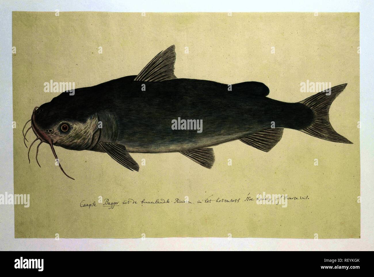 Clarias stappersii (catfish). Draughtsman: Robert Jacob Gordon (attributed to). Dating: Oct-1777 - Mar-1786. Measurements: h 660 mm × w 480 mm; h 334 mm × w 508 mm. Museum: Rijksmuseum, Amsterdam. Stock Photo