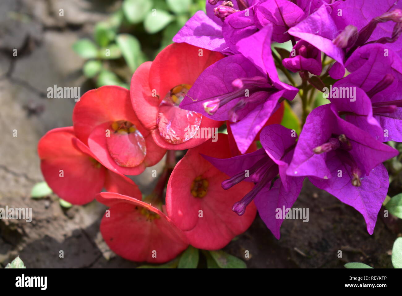 water droplets on orchids 2 Stock Photo