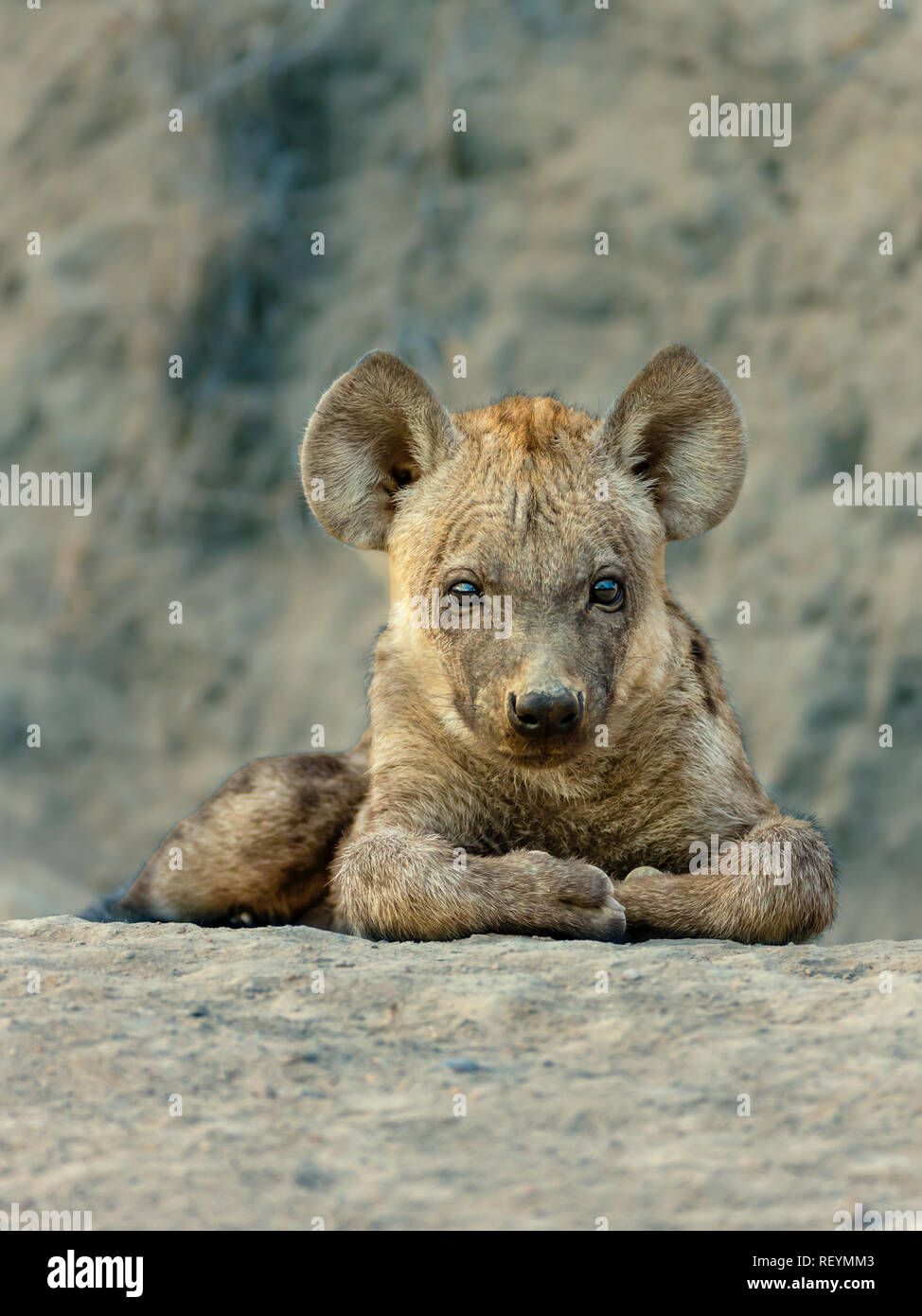 A young spotted hyena Crocuta crocuta at rest close to the den looking at the camera Timbavati Reserve, Mpumalanga Province South Africa Stock Photo