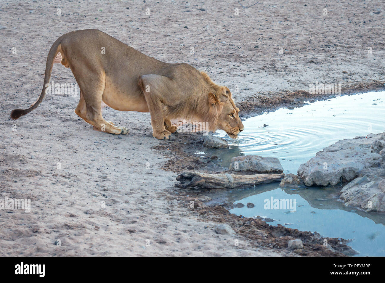 A male lion panthera leo crouching at a water hole to drink. ; South ...