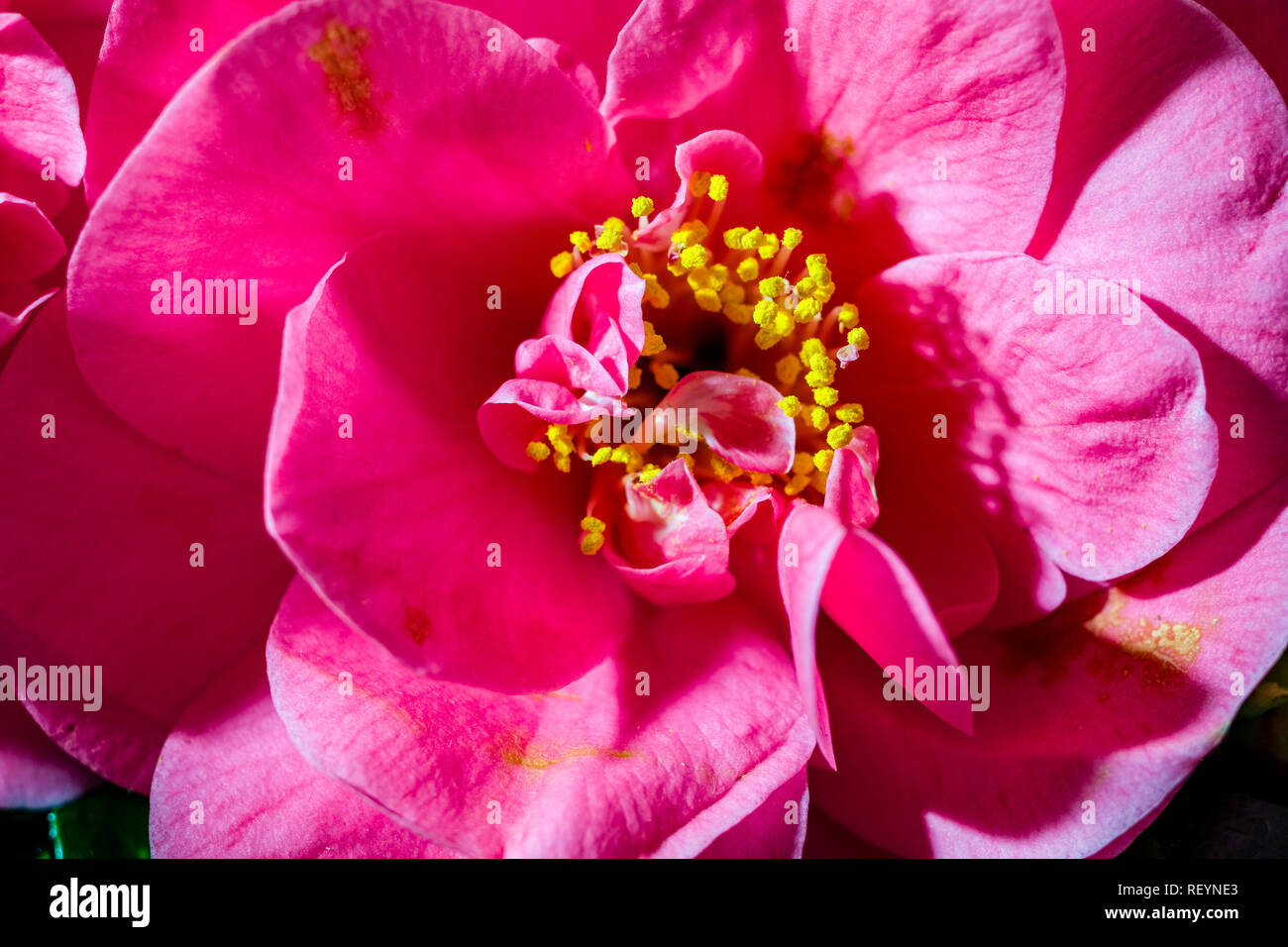 Japonica blossom hi-res stock photography and images - Alamy