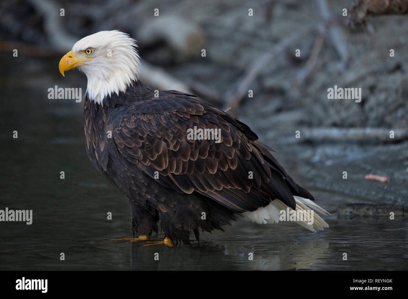 Adult bald eagle standing in shallow water at the Alaska Chilkat Bald Eagle Preserve near Haines, Alaska Stock Photo