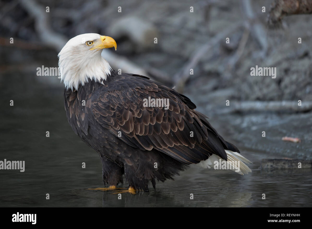 Adult bald eagle standing in shallow water at the Alaska Chilkat Bald Eagle Preserve near Haines, Alaska Stock Photo
