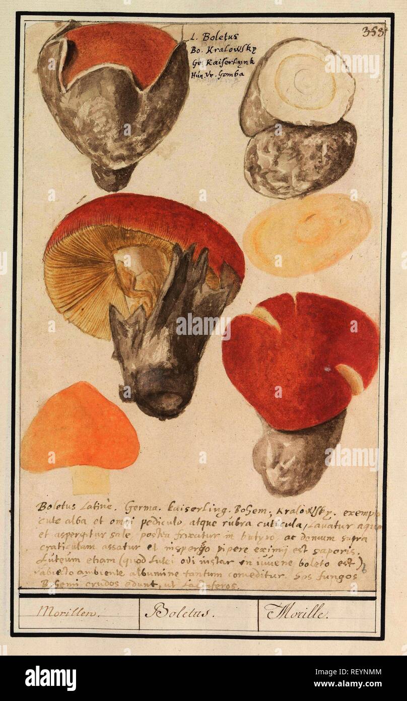 Boleten (Boletales). Morillen.  Boletus.  Morille. (title on object).  Draughtsman: Anselmus Boëtius de Boodt. Draughtsman: Elias Verhulst.  Dating: 1596 - 1610. Place: Praag. Measurements: h 301 mm × w 190 mm.  Museum: Rijksmuseum, Amsterdam Stock ...