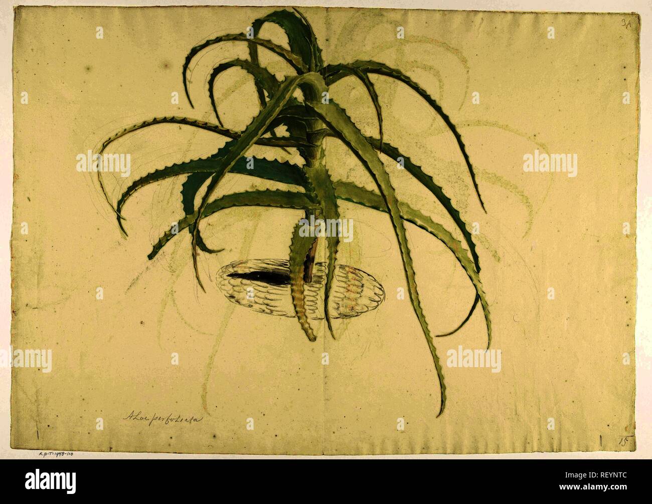 Aloe perfoliata. Draughtsman: Herman Saftleven. Dating: 1619 - 1685. Measurements: h 527 mm × w 743 mm. Museum: Rijksmuseum, Amsterdam. Stock Photo