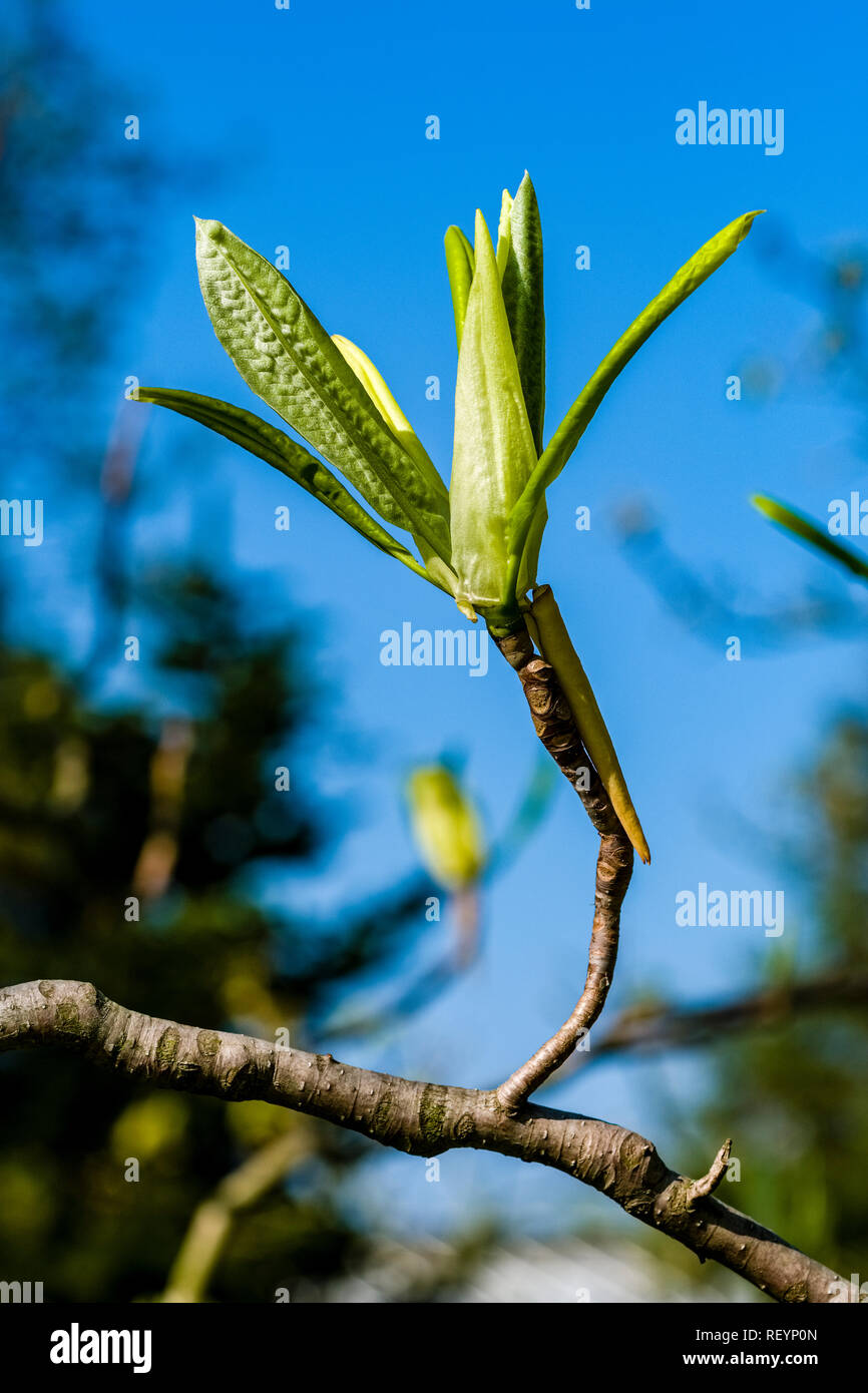 Umbrella magnolia (Magnolia tripetala) blooming Stock Photo Alamy