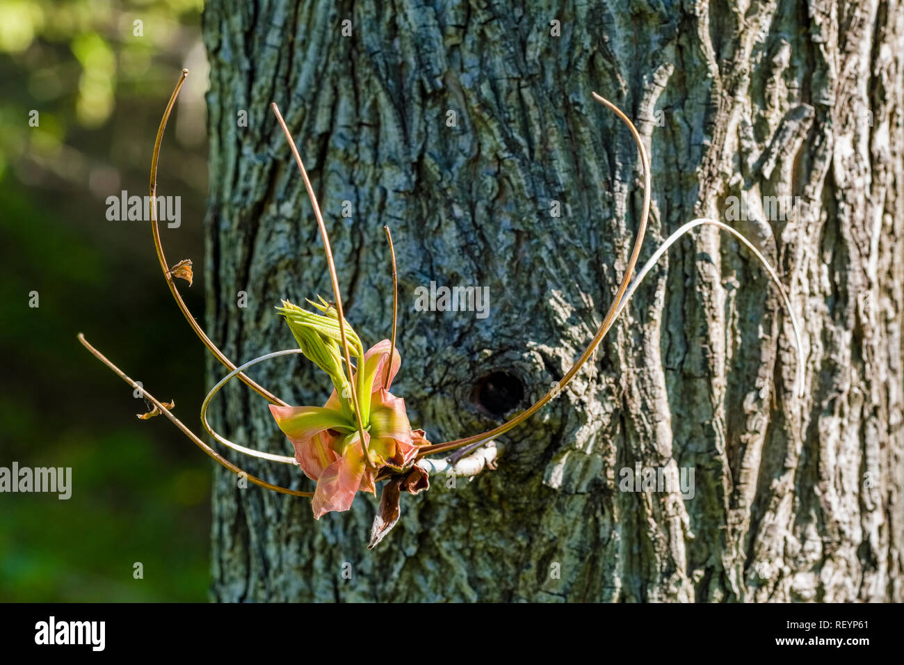 Shellbark hickory (Carya laciniosa) blooming Stock Photo - Alamy