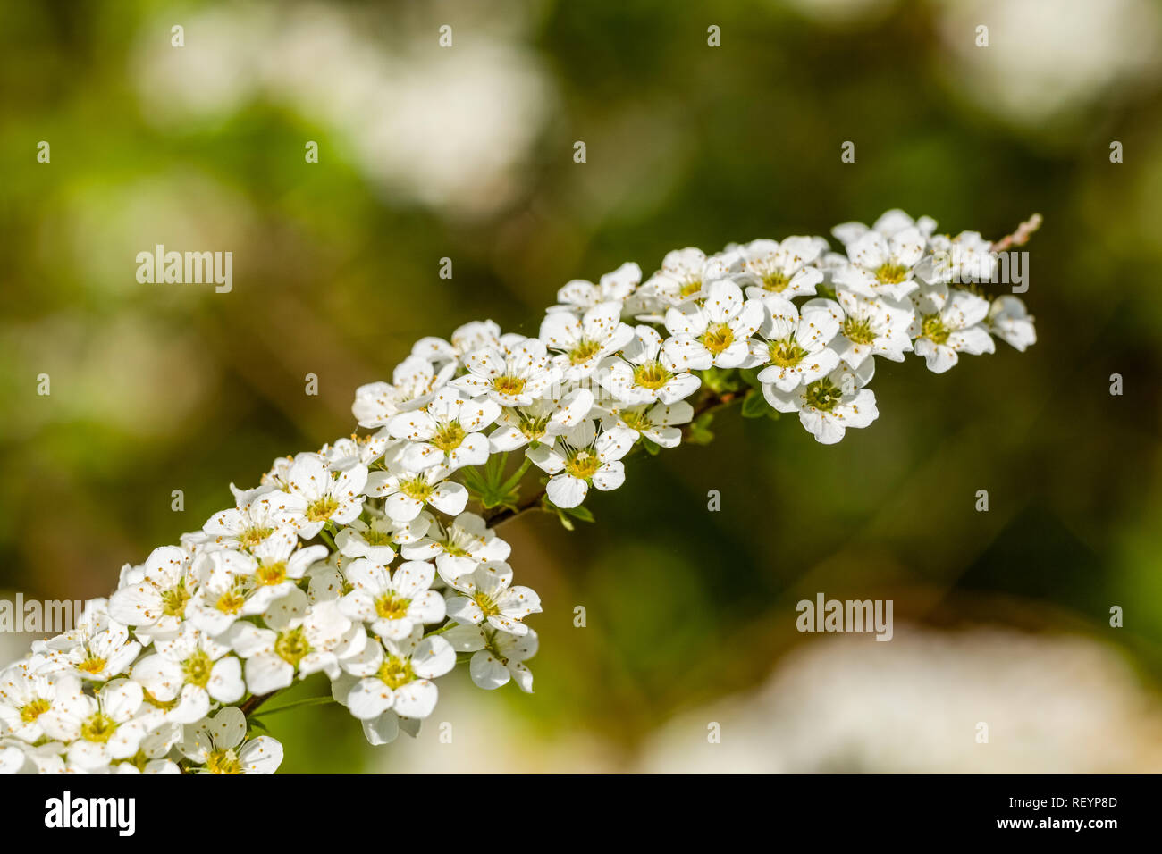 Spiraea × cinerea blooming Stock Photo