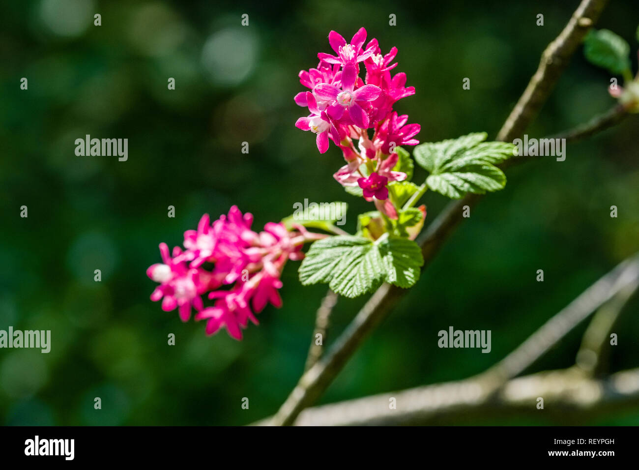 Redflower currant (Ribes sanguineum) blooming Stock Photo