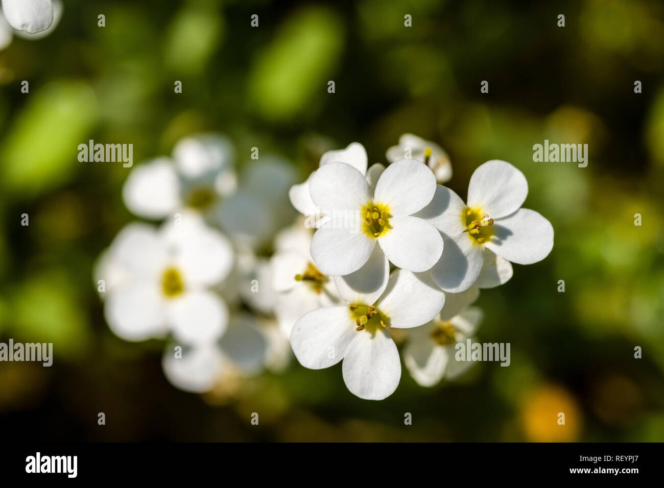 Rock cress, Alpine, Perennial, Flowering