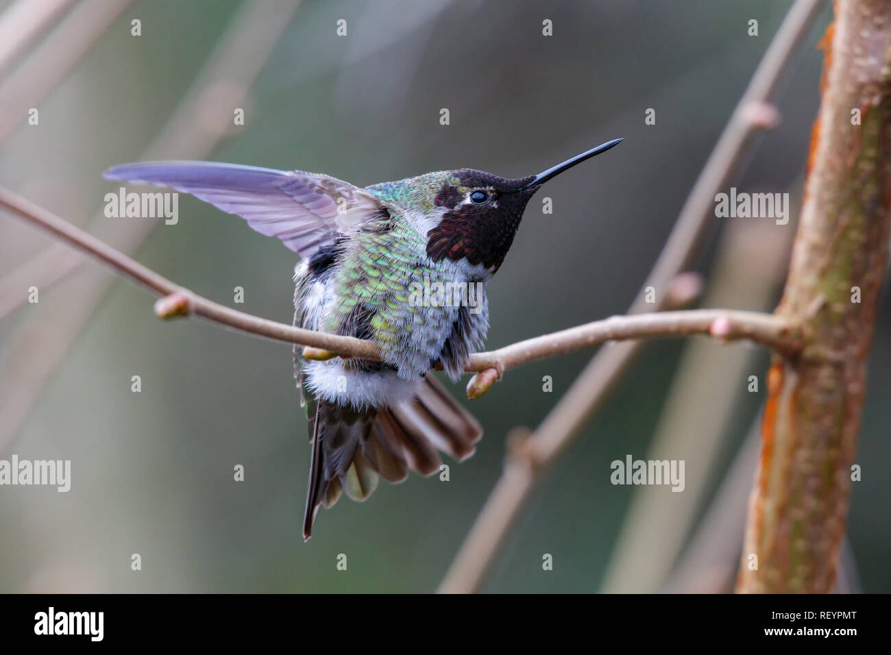 Male Annas Hummingbird (Calypte anna) on a perch Stock Photo