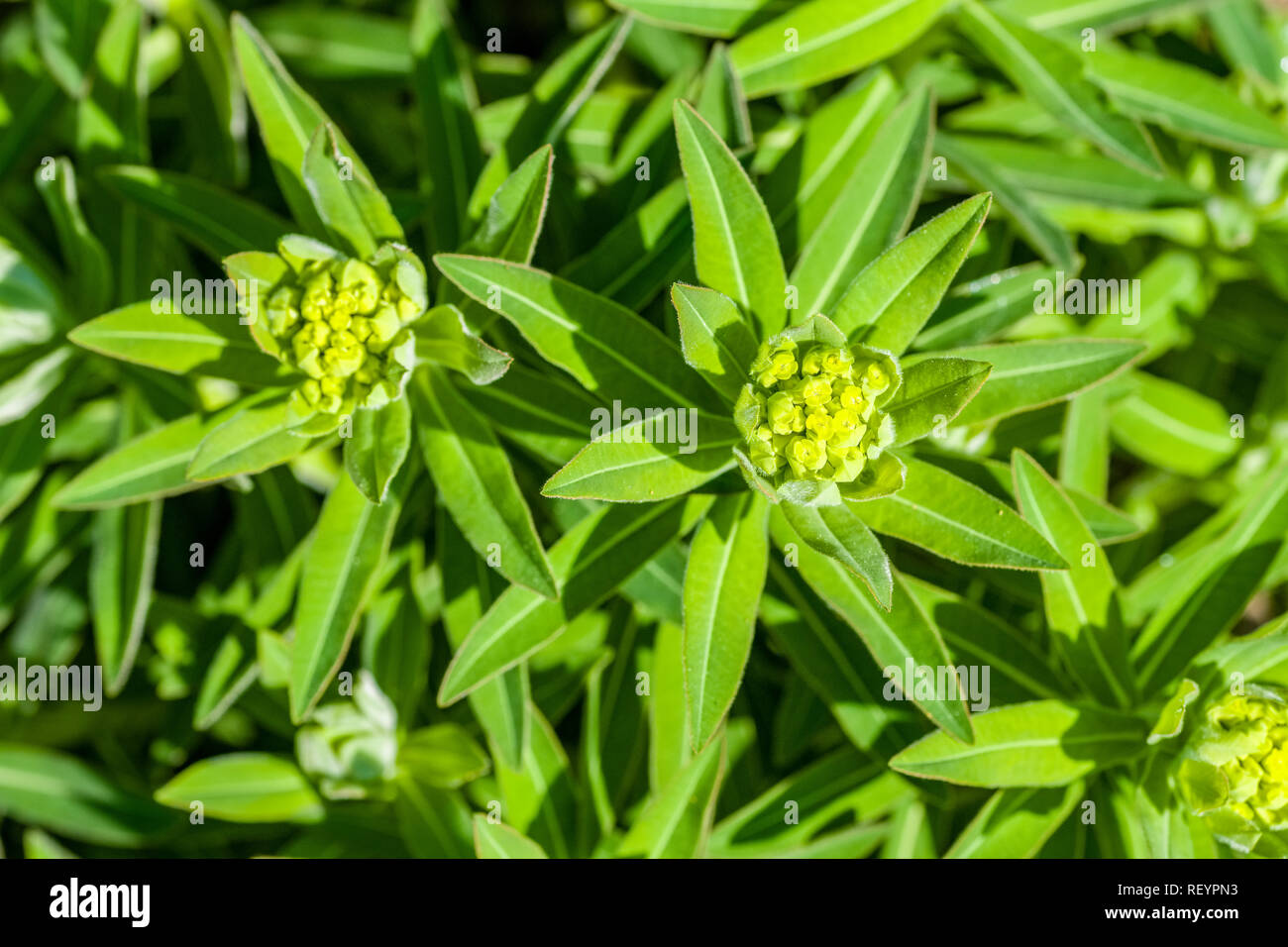 Chounpalu, Chuplya (Euphorbia pilosa) blooming Stock Photo