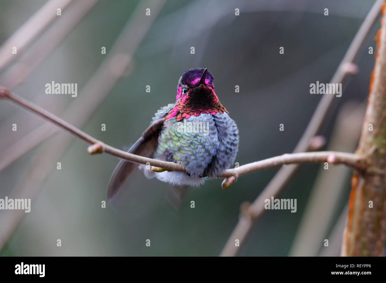 Male Annas Hummingbird (Calypte anna) on a perch Stock Photo
