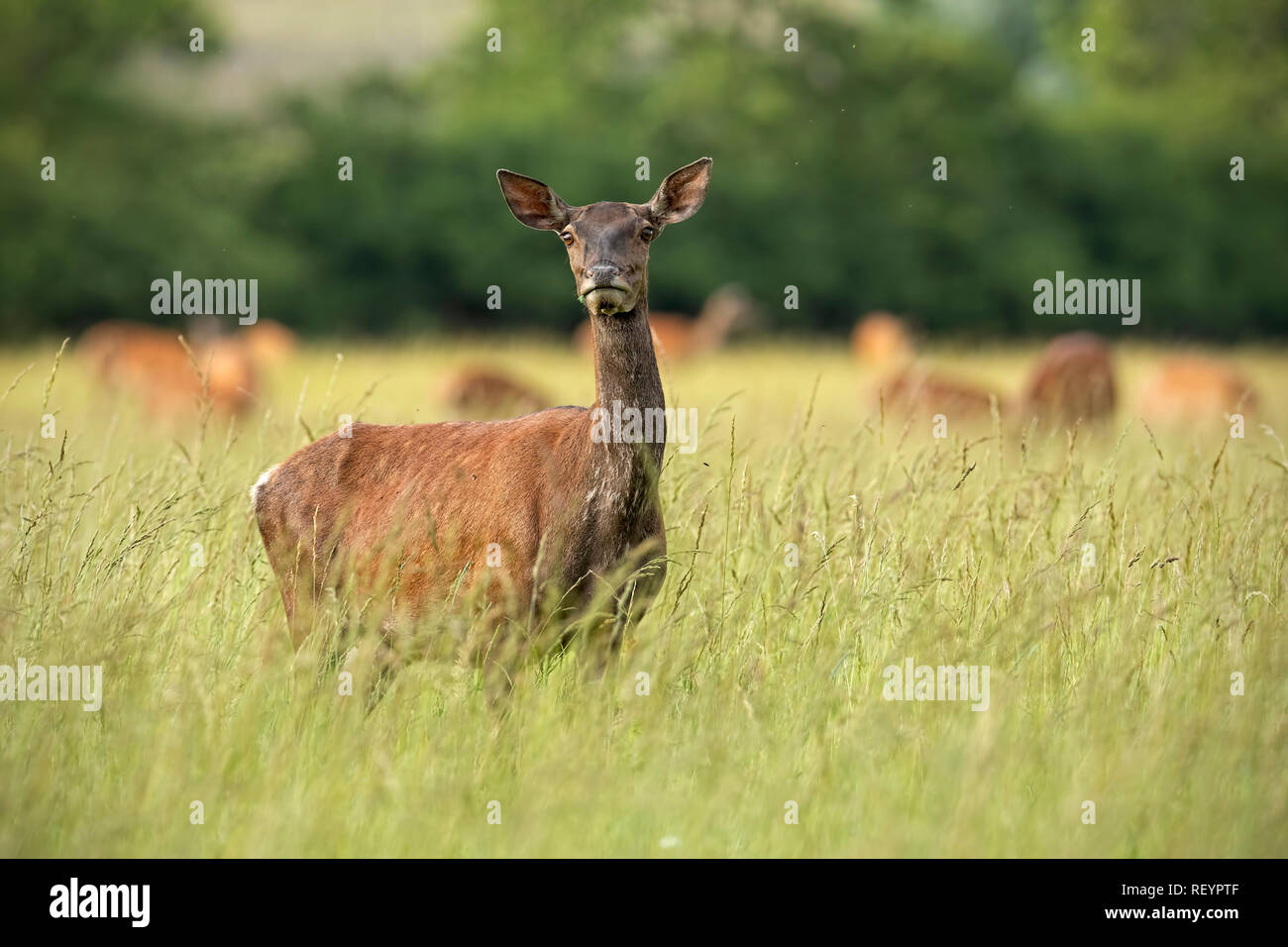 Red deer hind in summer with herd in background Stock Photo