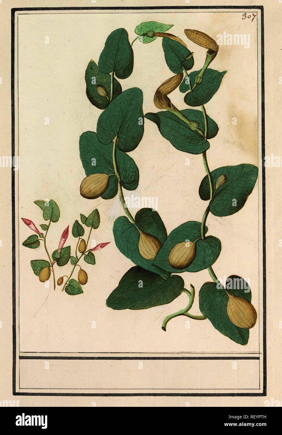 Unknown plant. Draughtsman: Anselmus Boëtius de Boodt. Draughtsman: Elias Verhulst. Dating: 1596 - 1610. Place: Praag. Measurements: h 247 mm × w 173 mm. Museum: Rijksmuseum, Amsterdam. Stock Photo