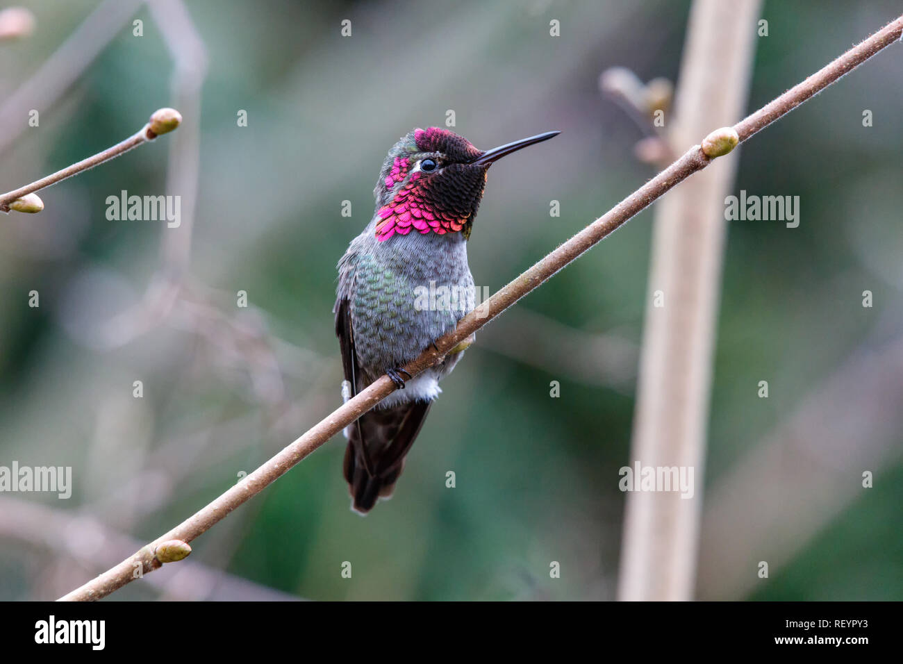 Male Annas Hummingbird (Calypte anna) on a perch Stock Photo
