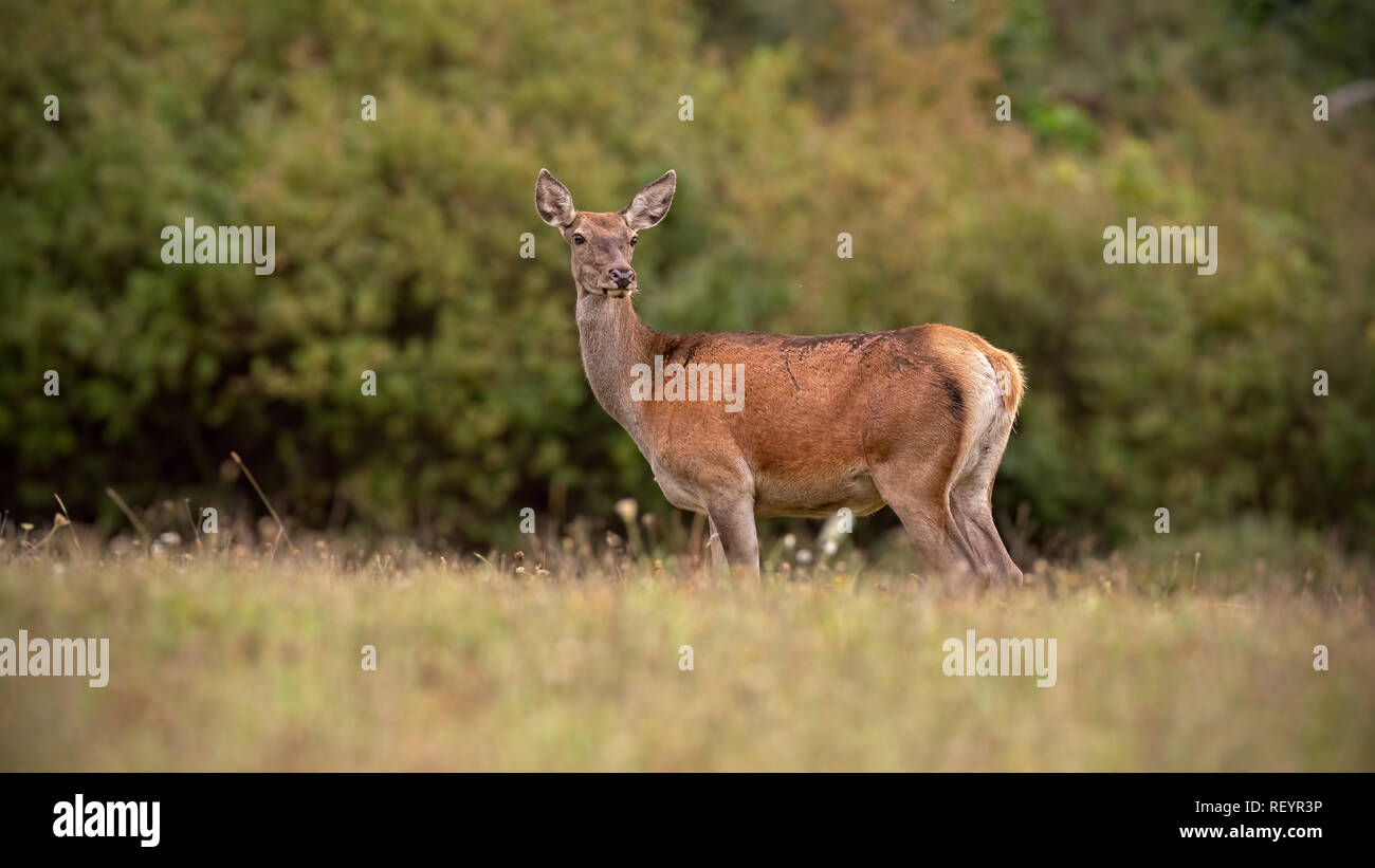 Red deer hind in autumn with orange leaves in background Stock Photo