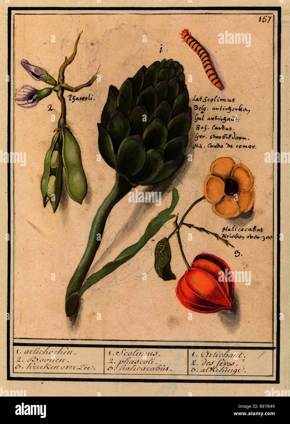 Artisjok (Cynara scolymus), tuinbonen (Vicia faba) en lampionplant (Physalis). 1. artichocken. 2. Boonen. 3. Krieken over Zee. / 1. Scolimus. 2. phascoli. 3. halicacabus. / 1. Artichaut. 2. des feves. 3. alkekinge (title on object). Draughtsman: Anselmus Boëtius de Boodt. Draughtsman: Elias Verhulst. Dating: 1596 - 1610. Place: Praag. Measurements: h 266 mm × w 177 mm. Museum: Rijksmuseum, Amsterdam. Stock Photo