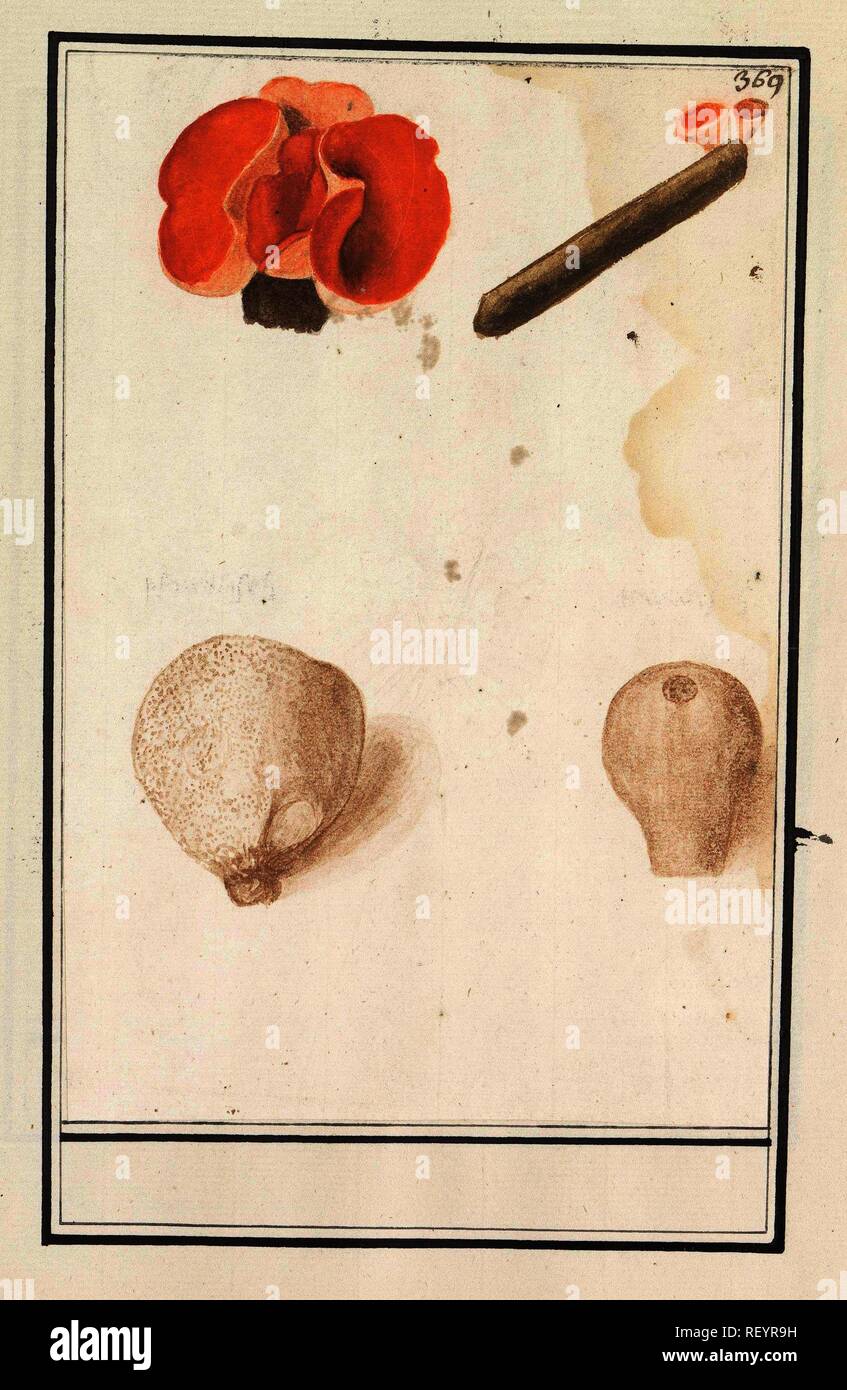 Bovist (Bovista) and red cup mushroom (Sarcoscypha coccinea). Draughtsman: Anselmus Boëtius de Boodt. Draughtsman: Elias Verhulst. Dating: 1596 - 1610. Place: Praag. Measurements: h 229 mm × w 152 mm. Museum: Rijksmuseum, Amsterdam. Stock Photo