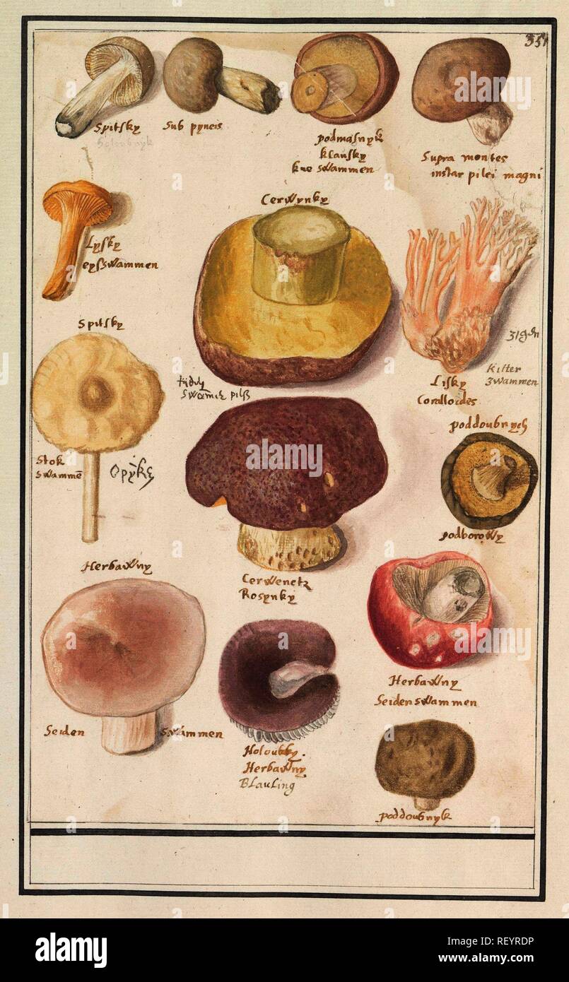 Various mushrooms. Draughtsman: Anselmus Boëtius de Boodt. Draughtsman: Elias Verhulst. Dating: 1596 - 1610. Place: Praag. Measurements: h 290 mm × w 183 mm. Museum: Rijksmuseum, Amsterdam. Stock Photo