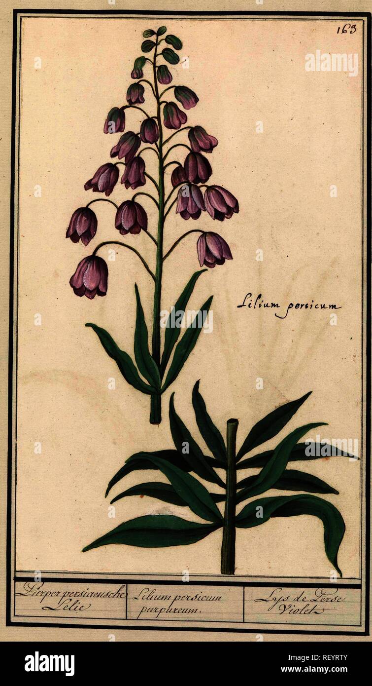 Perzische lelie (Fritillaria persica). Purper persiaensche Lelie / Lilium persicum purpureum. / Lys de Perse Violet (title on object). Draughtsman: Anselmus Boëtius de Boodt. Draughtsman: Elias Verhulst. Dating: 1596 - 1610. Place: Praag. Measurements: h 264 mm × w 163 mm. Museum: Rijksmuseum, Amsterdam. Stock Photo
