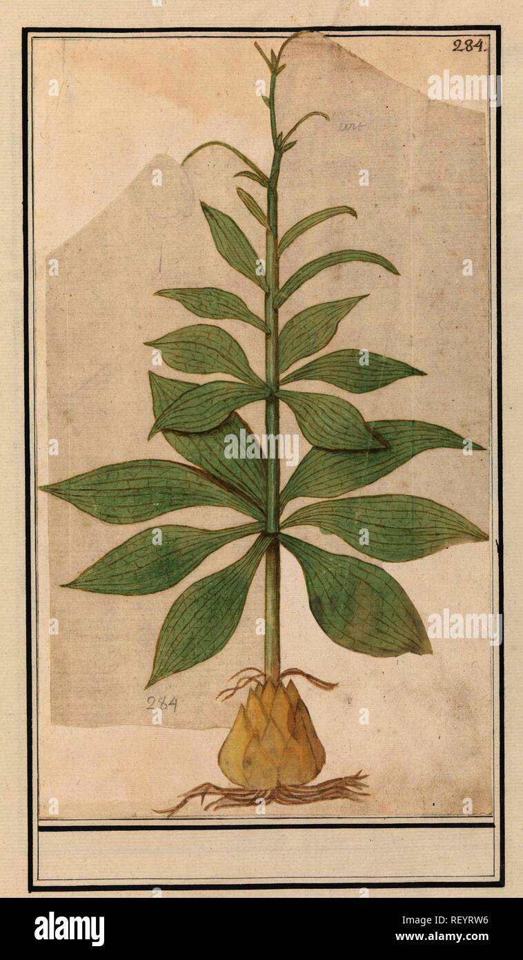 Unknown plant. Draughtsman: Anselmus Boëtius de Boodt. Draughtsman: Elias Verhulst. Dating: 1596 - 1610. Place: Praag. Measurements: h 312 mm × w 180 mm. Museum: Rijksmuseum, Amsterdam. Stock Photo