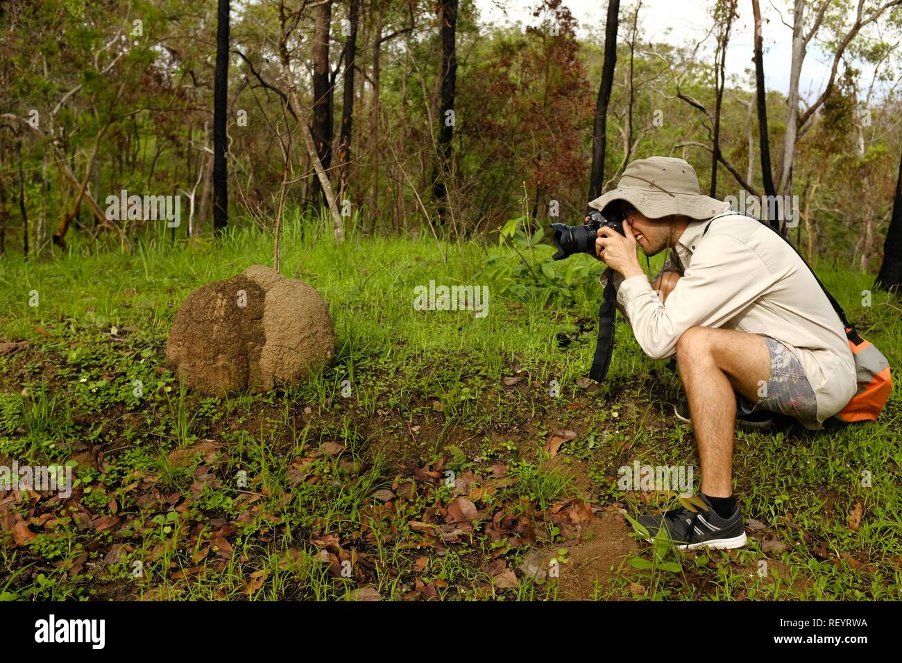 An awesomely good looking man taking a photograph of a termite hill in nature, Mia Mia State Forest, Queensland, Australia Stock Photo