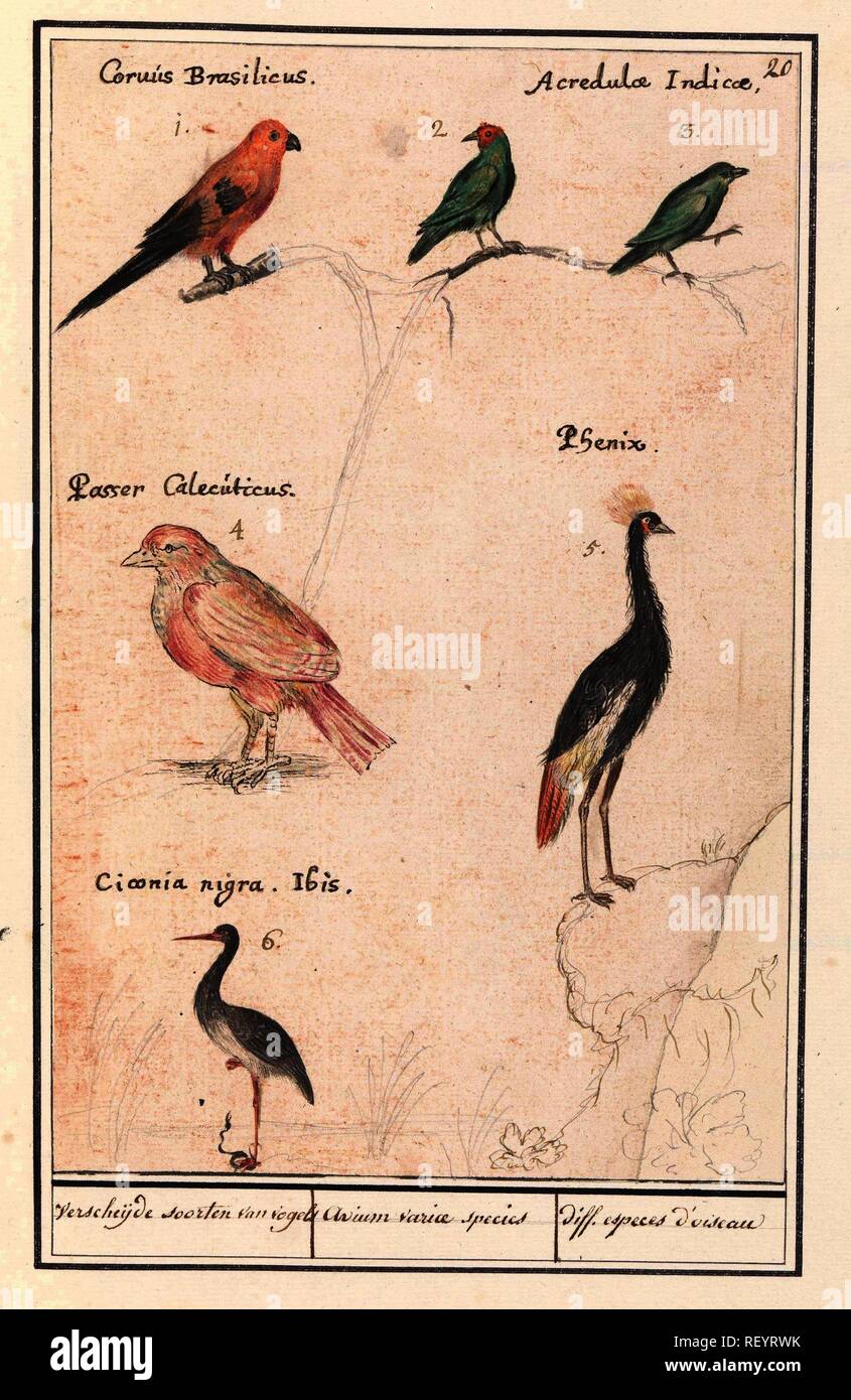 jury Opstand Sluipmoordenaar Blad met zes vogels. Verscheijde soorten van vogels / Avium variae species  / diff. especes d'oiseau (title on object). Draughtsman: Anselmus Boëtius  de Boodt. Draughtsman: Elias Verhulst. Dating: 1596 - 1610. Place: